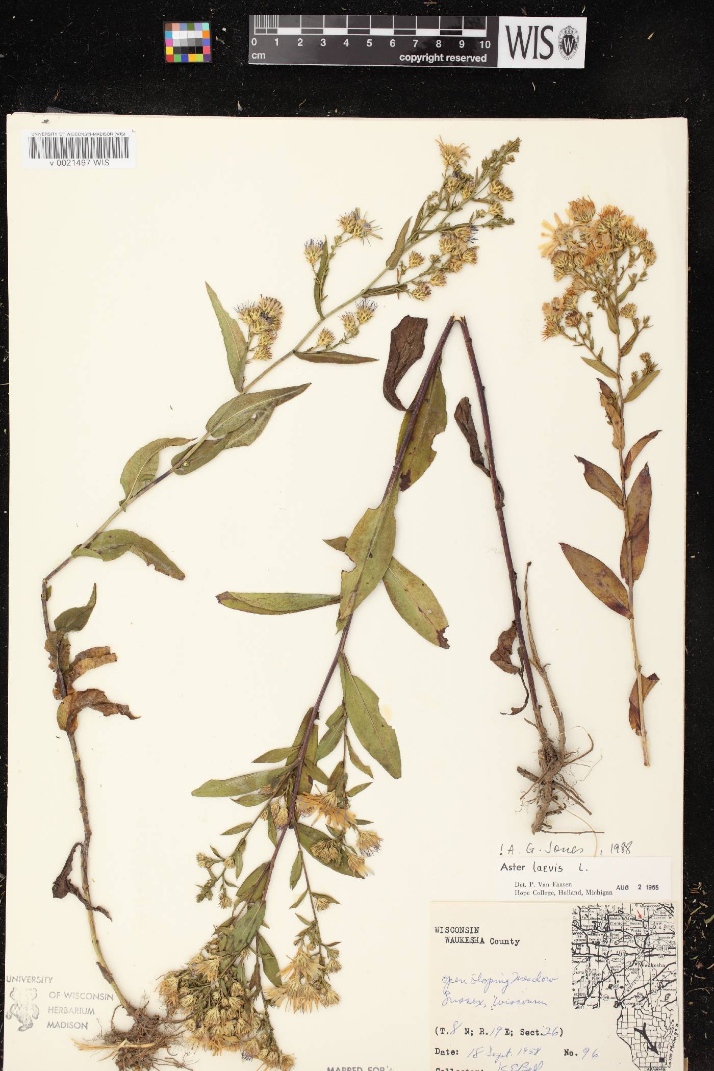 Symphyotrichum laeve var. laeve image