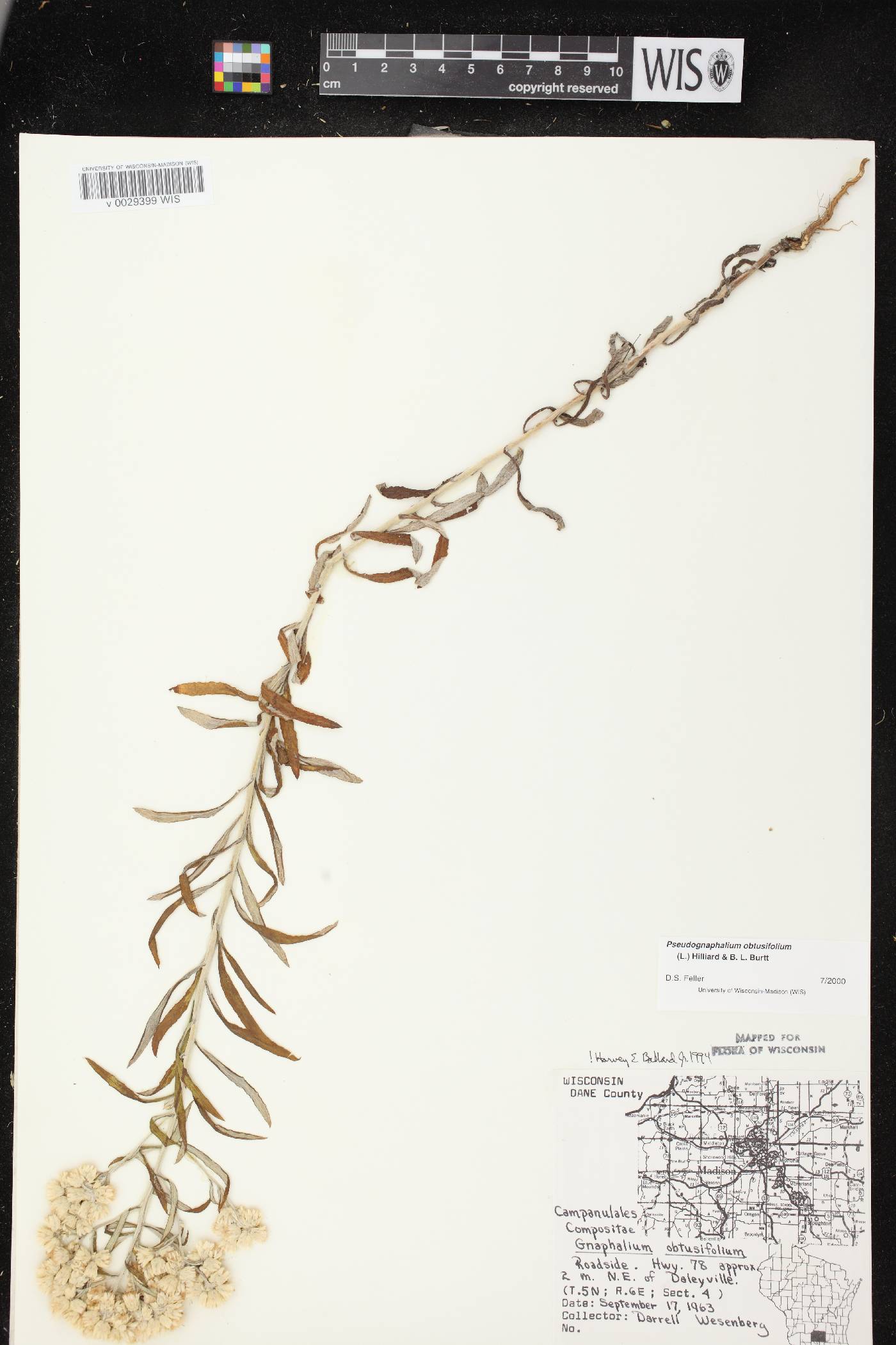 Pseudognaphalium obtusifolium image