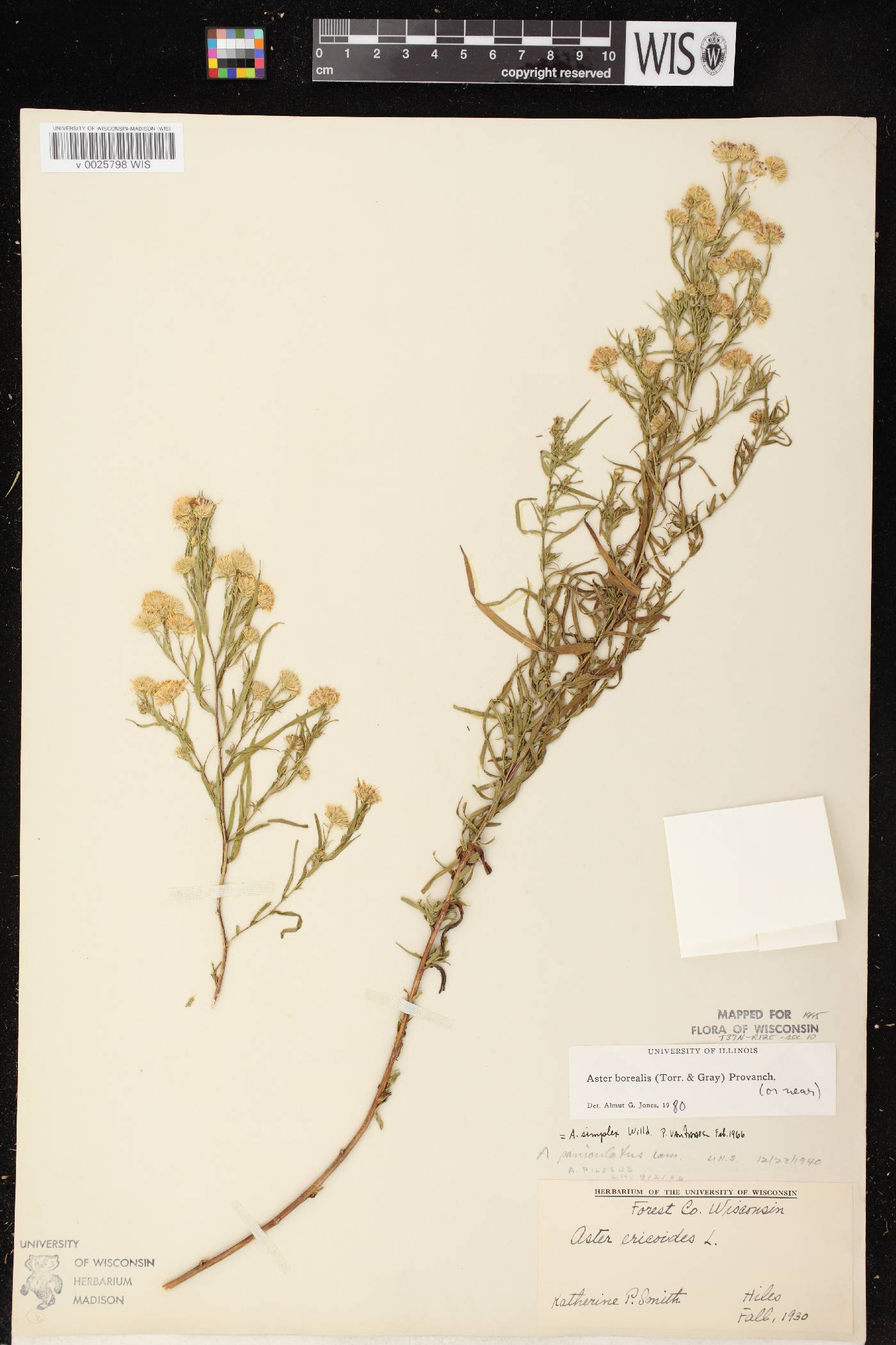 Symphyotrichum boreale image