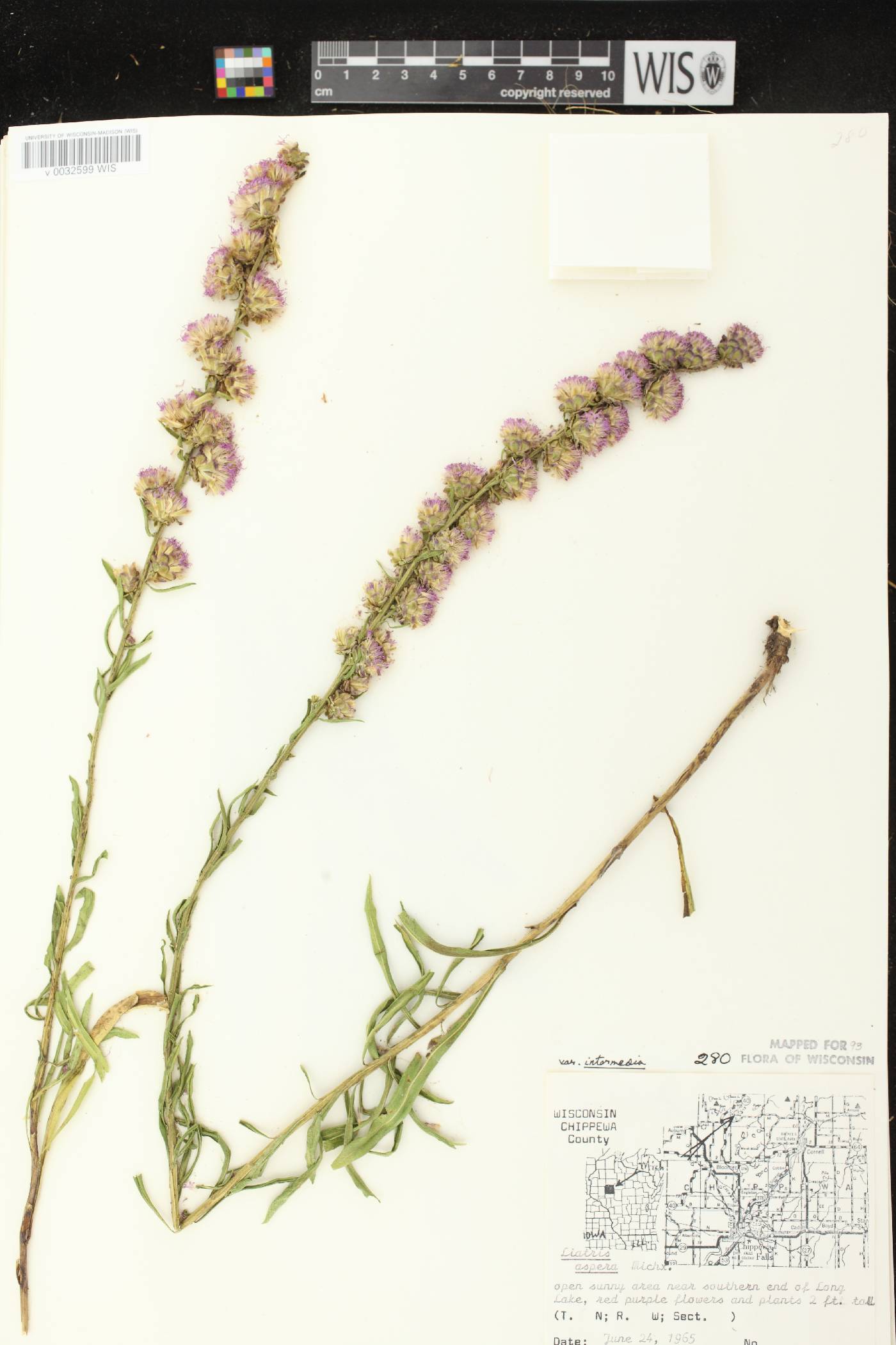 Liatris aspera image