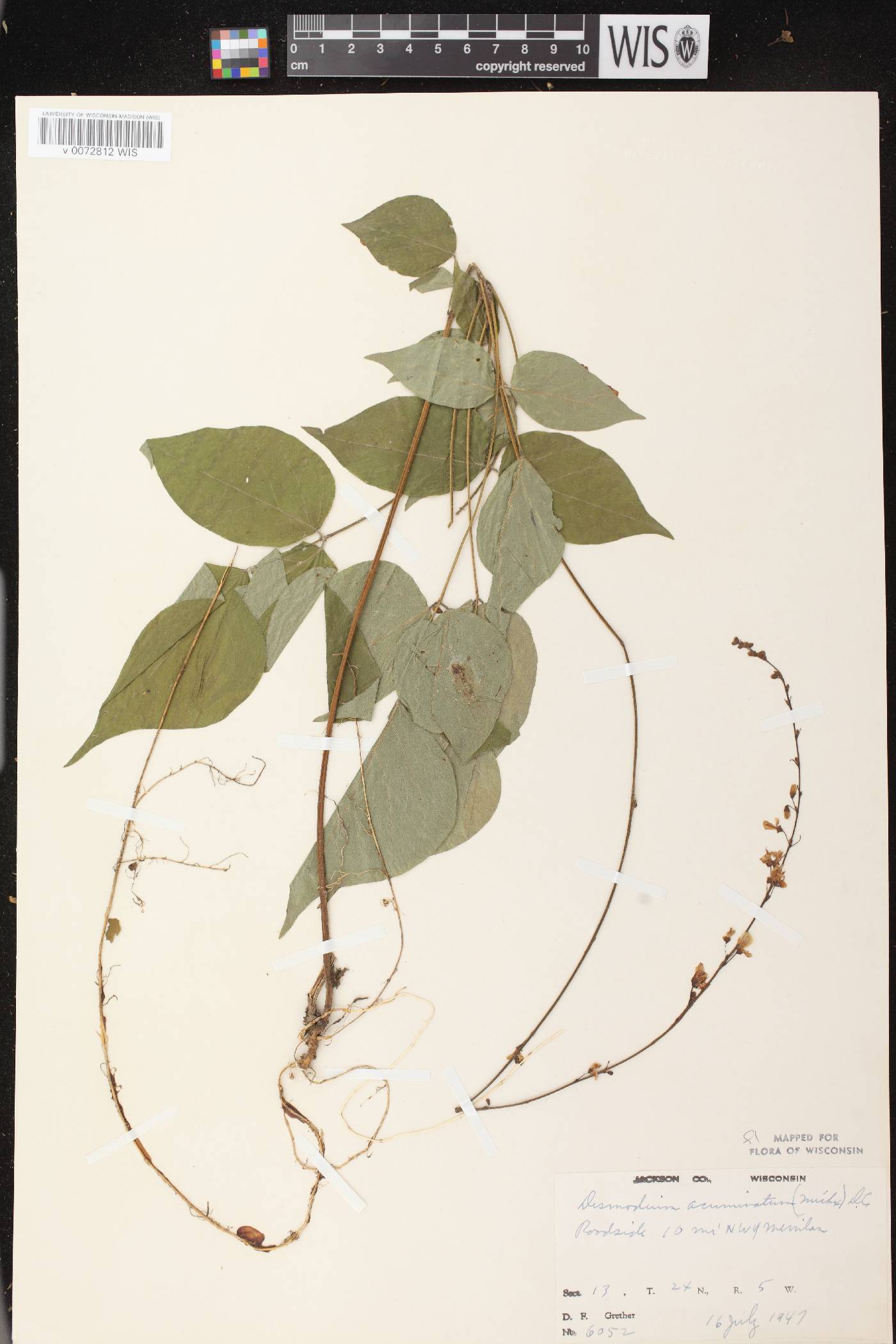 Hylodesmum glutinosum image
