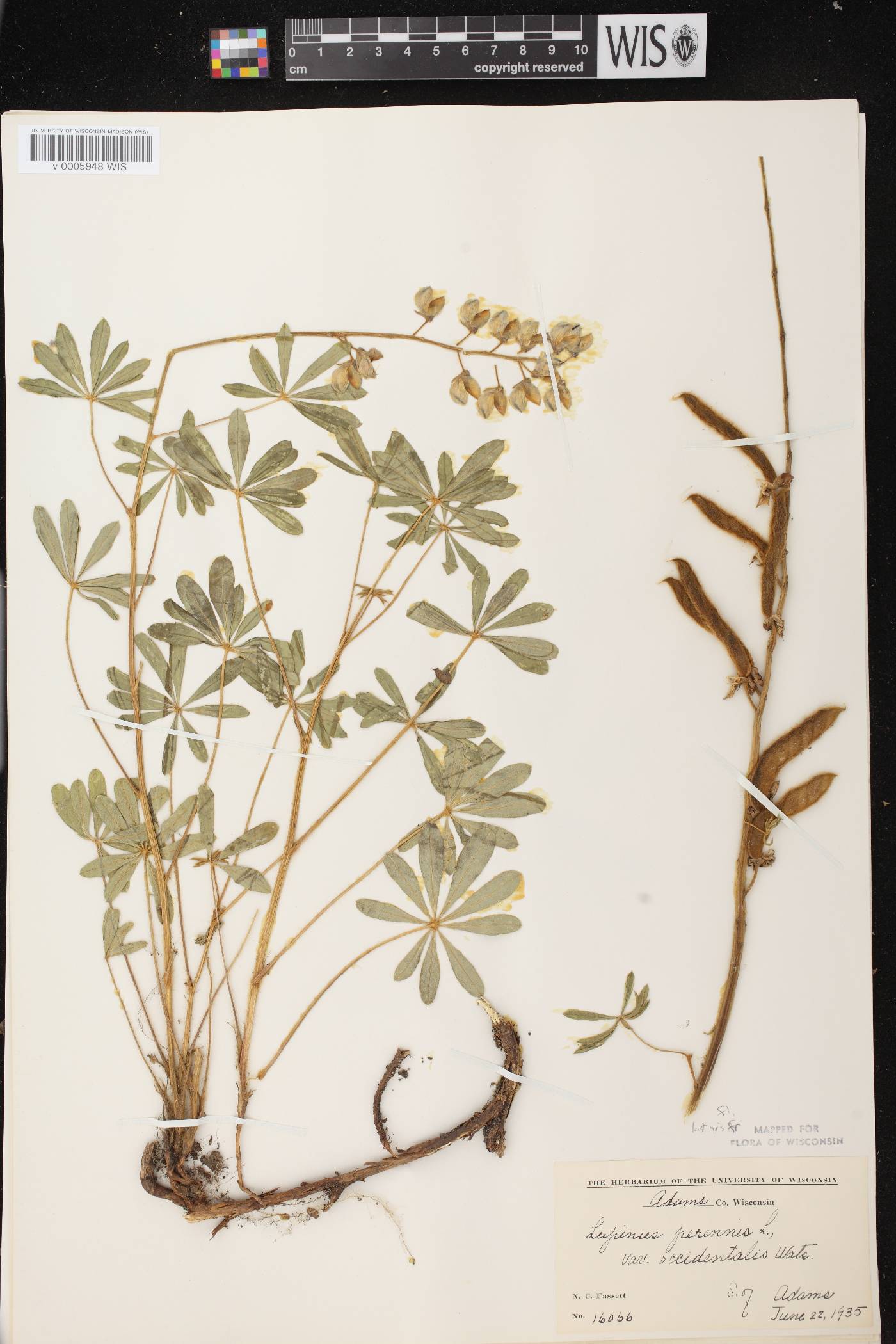 Lupinus perennis var. occidentalis image