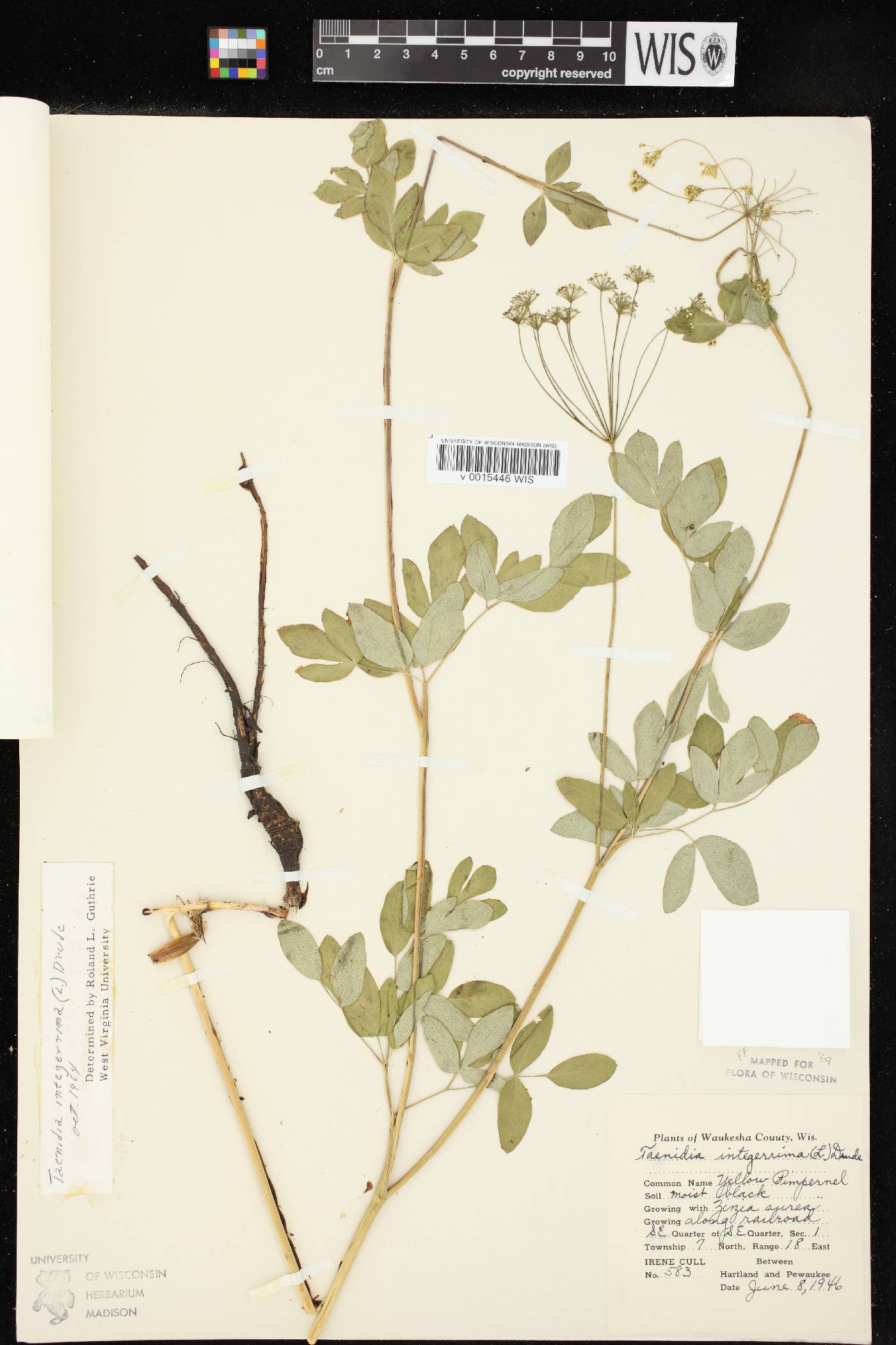 Taenidia integerrima image