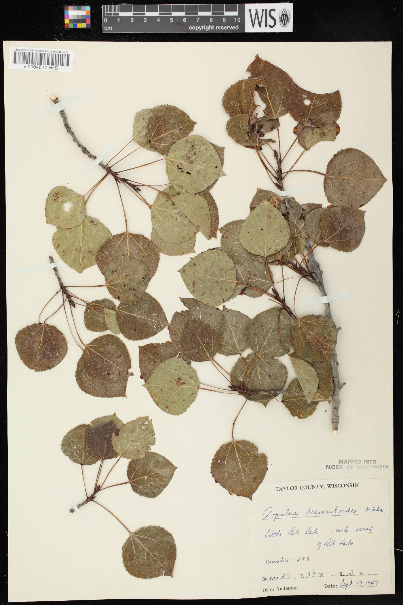 Populus tremuloides image