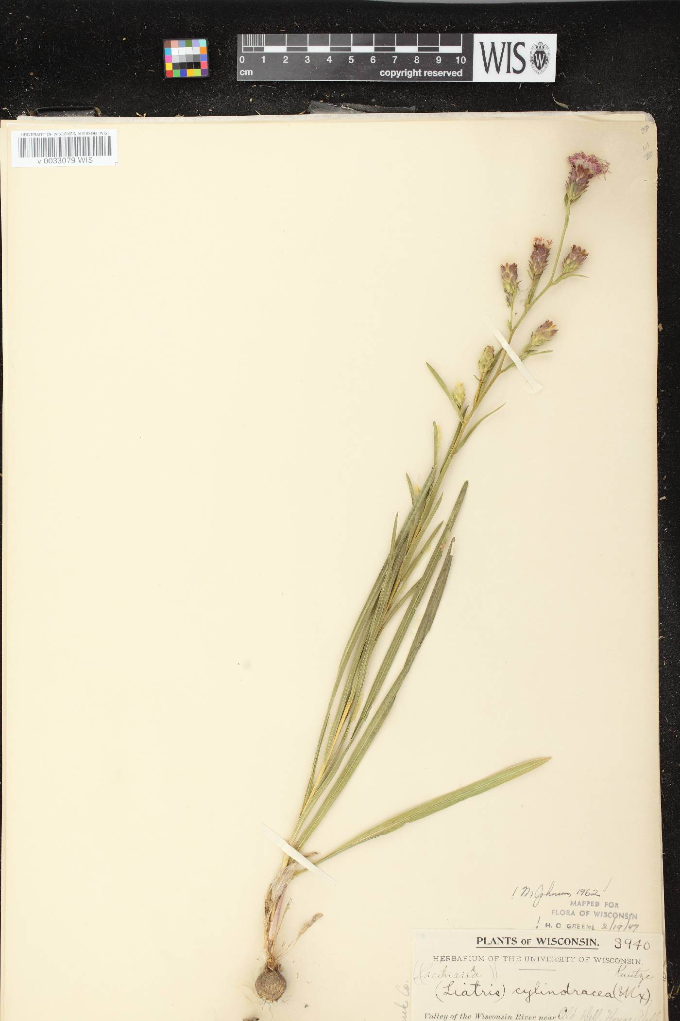 Liatris cylindracea image
