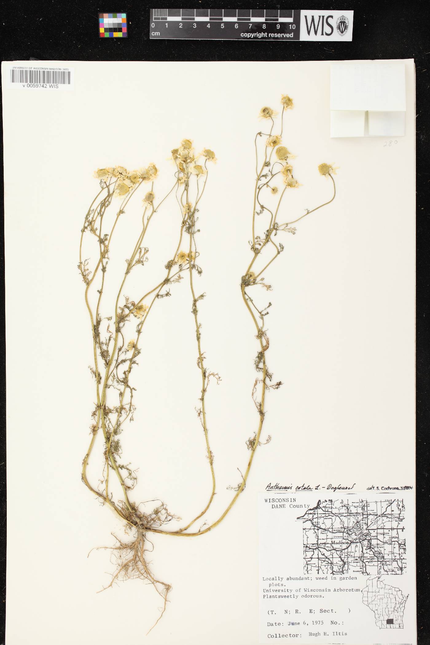 Anthemis cotula image