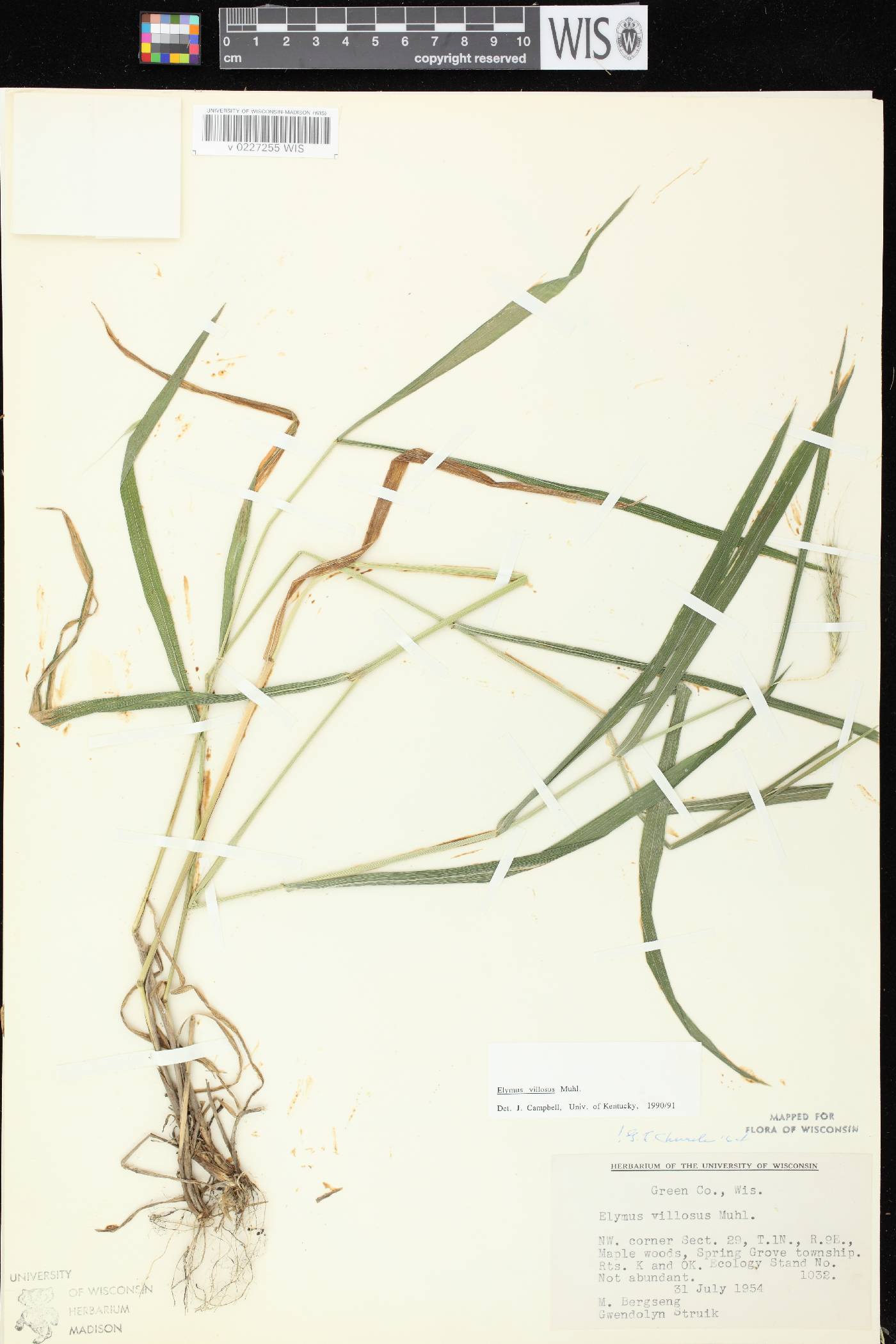 Elymus villosus var. villosus image