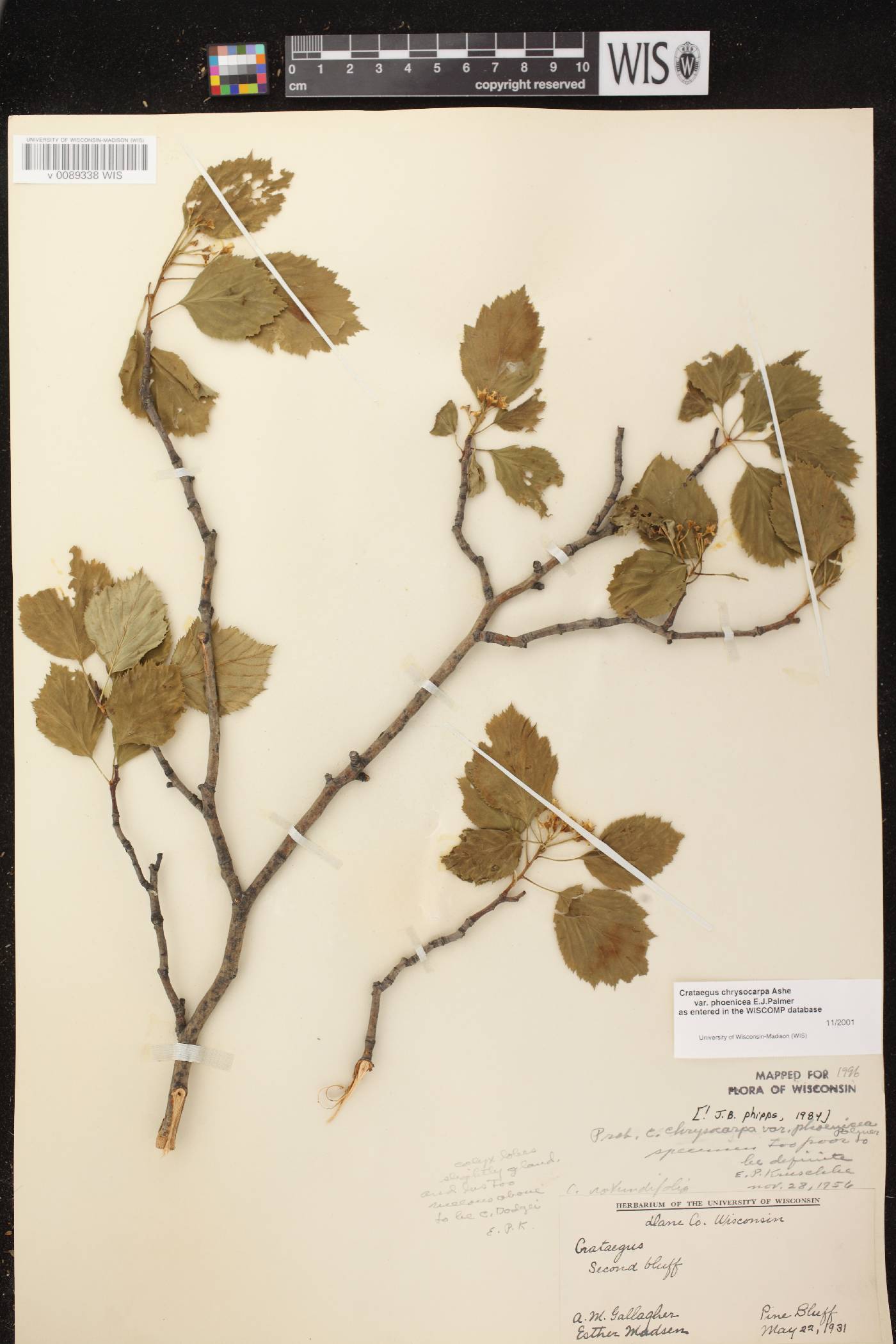 Crataegus chrysocarpa var. chrysocarpa image