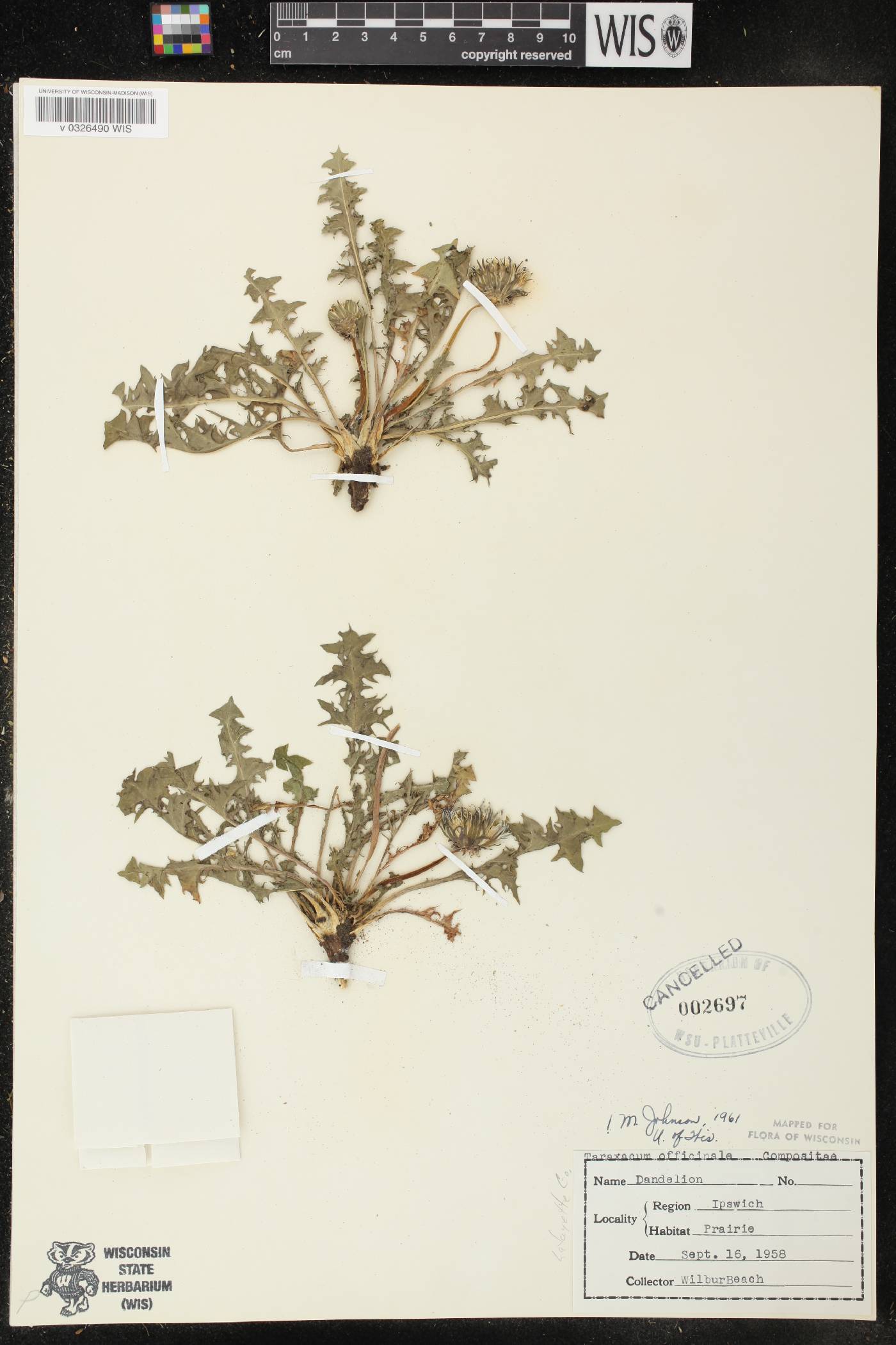 Taraxacum officinale image