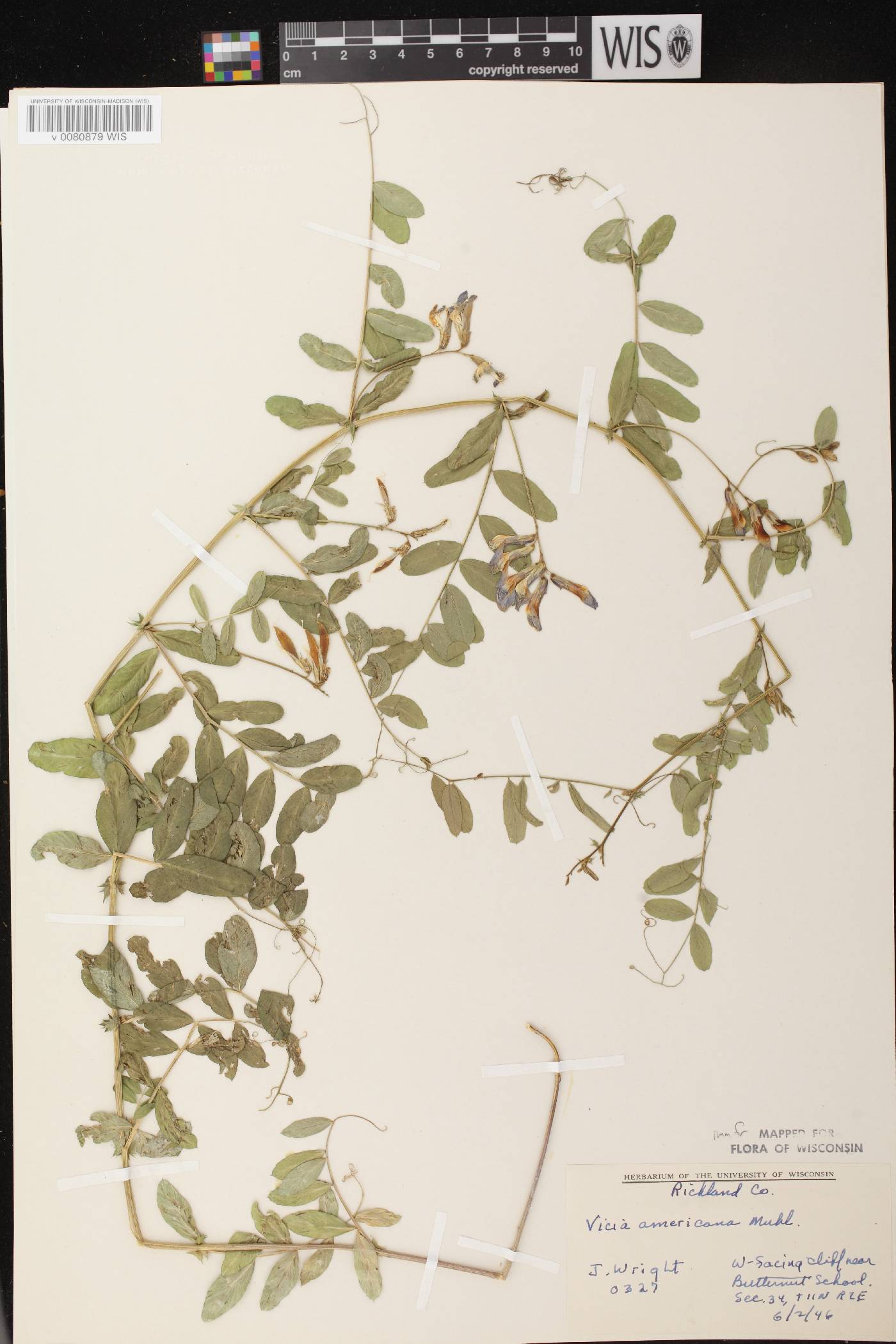 Vicia americana subsp. americana image