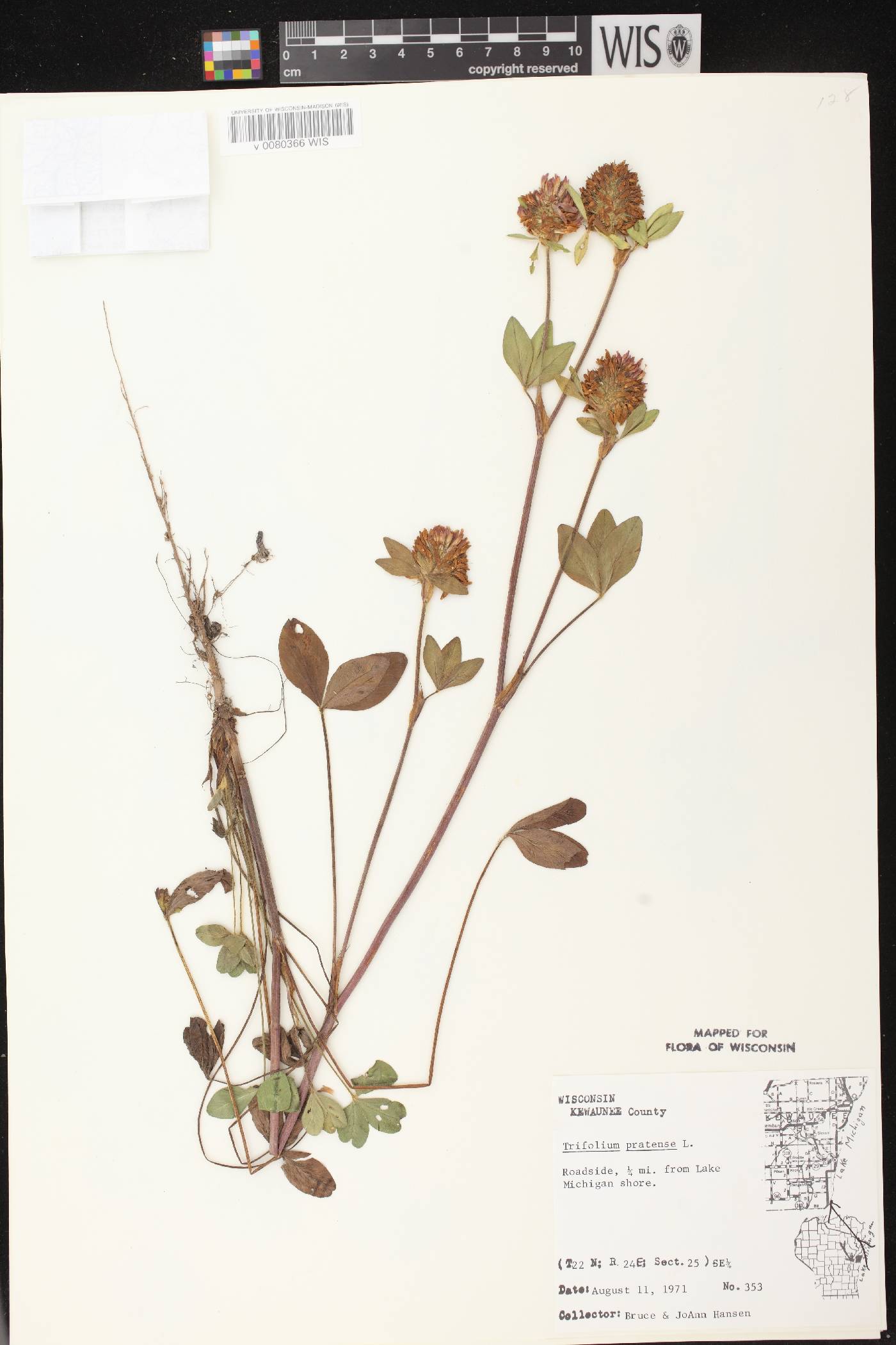 Trifolium pratense image