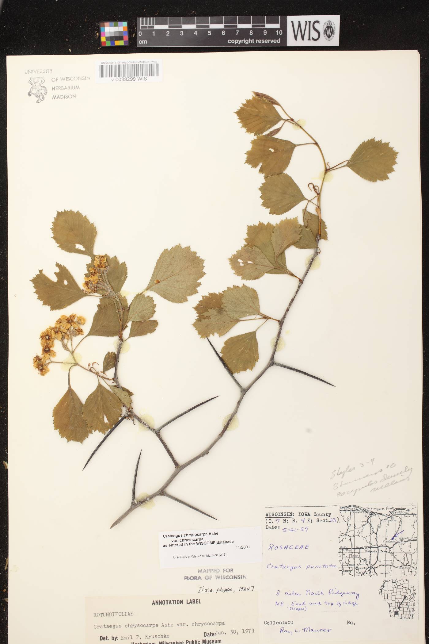 Crataegus chrysocarpa var. chrysocarpa image