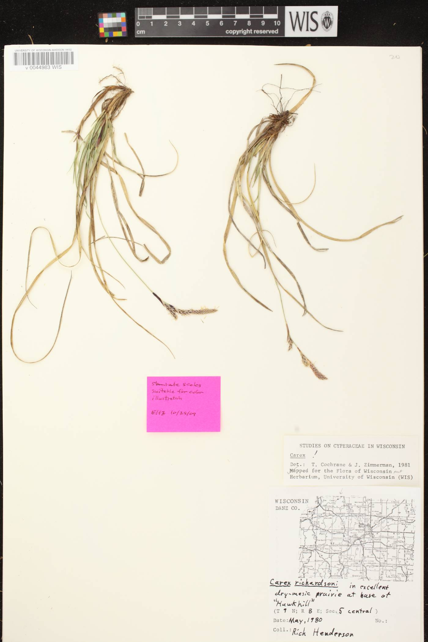 Carex richardsonii image