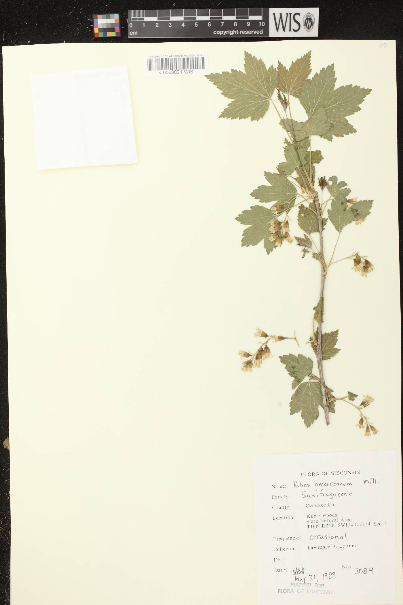 Ribes americanum image