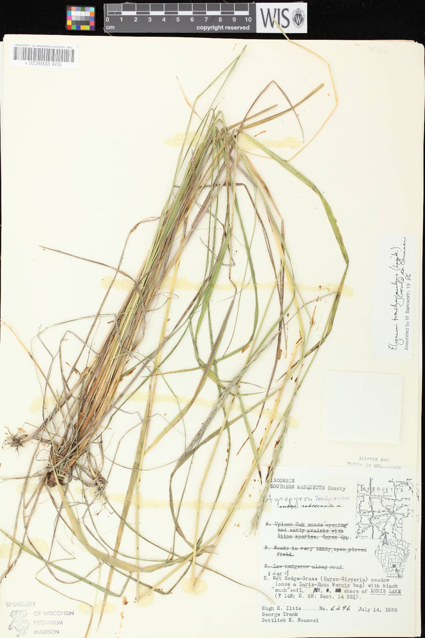 Elymus trachycaulus subsp. subsecundus image