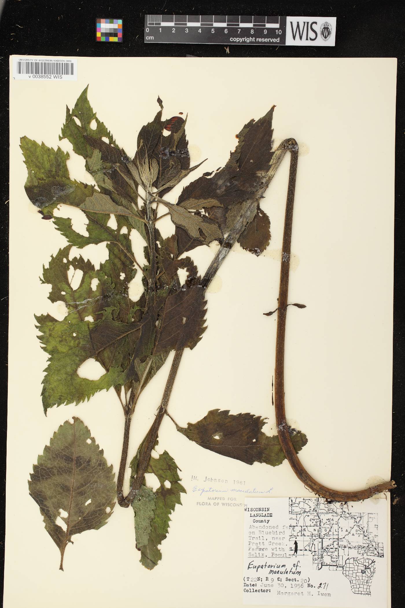 Eutrochium maculatum var. maculatum image