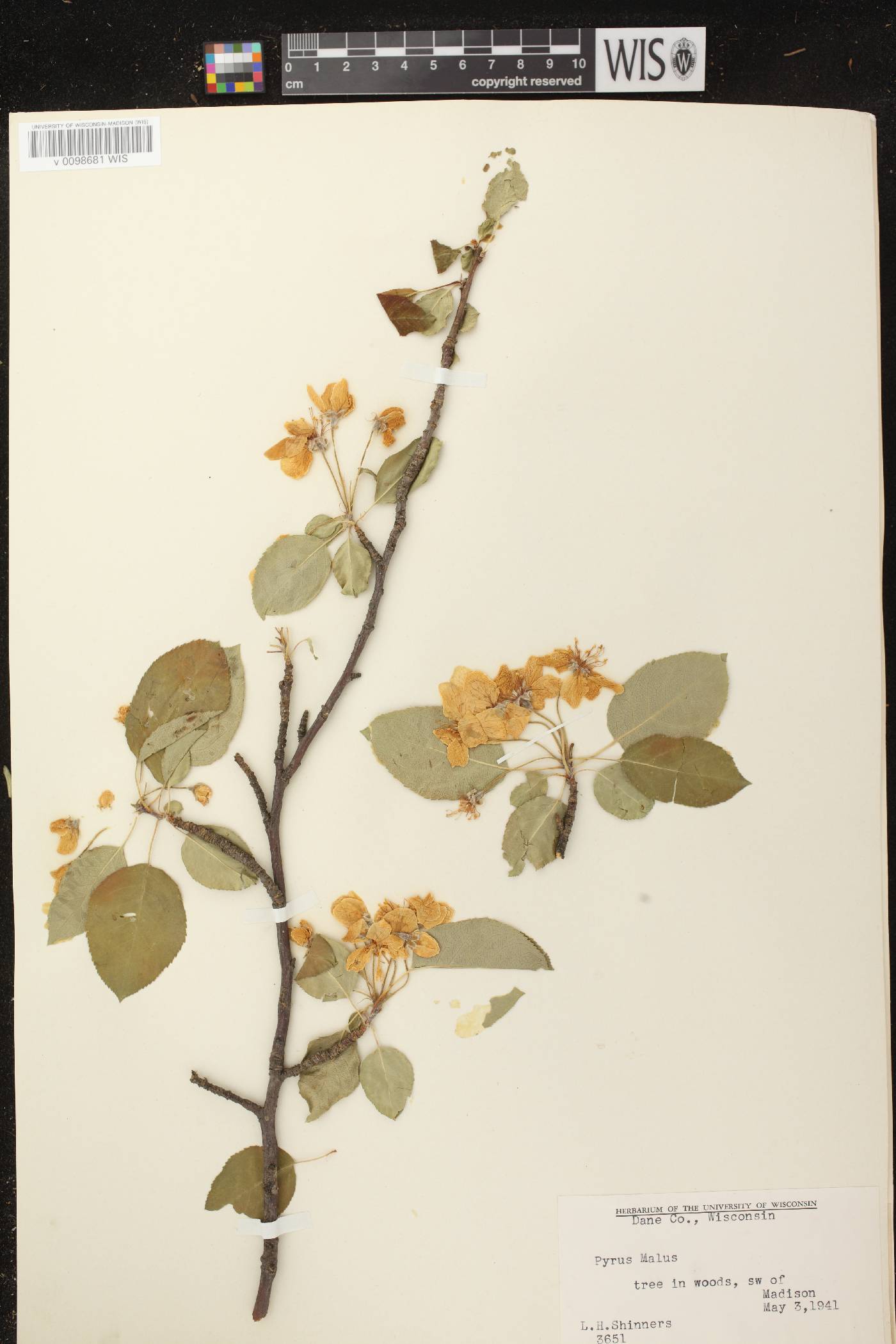 Malus pumila image