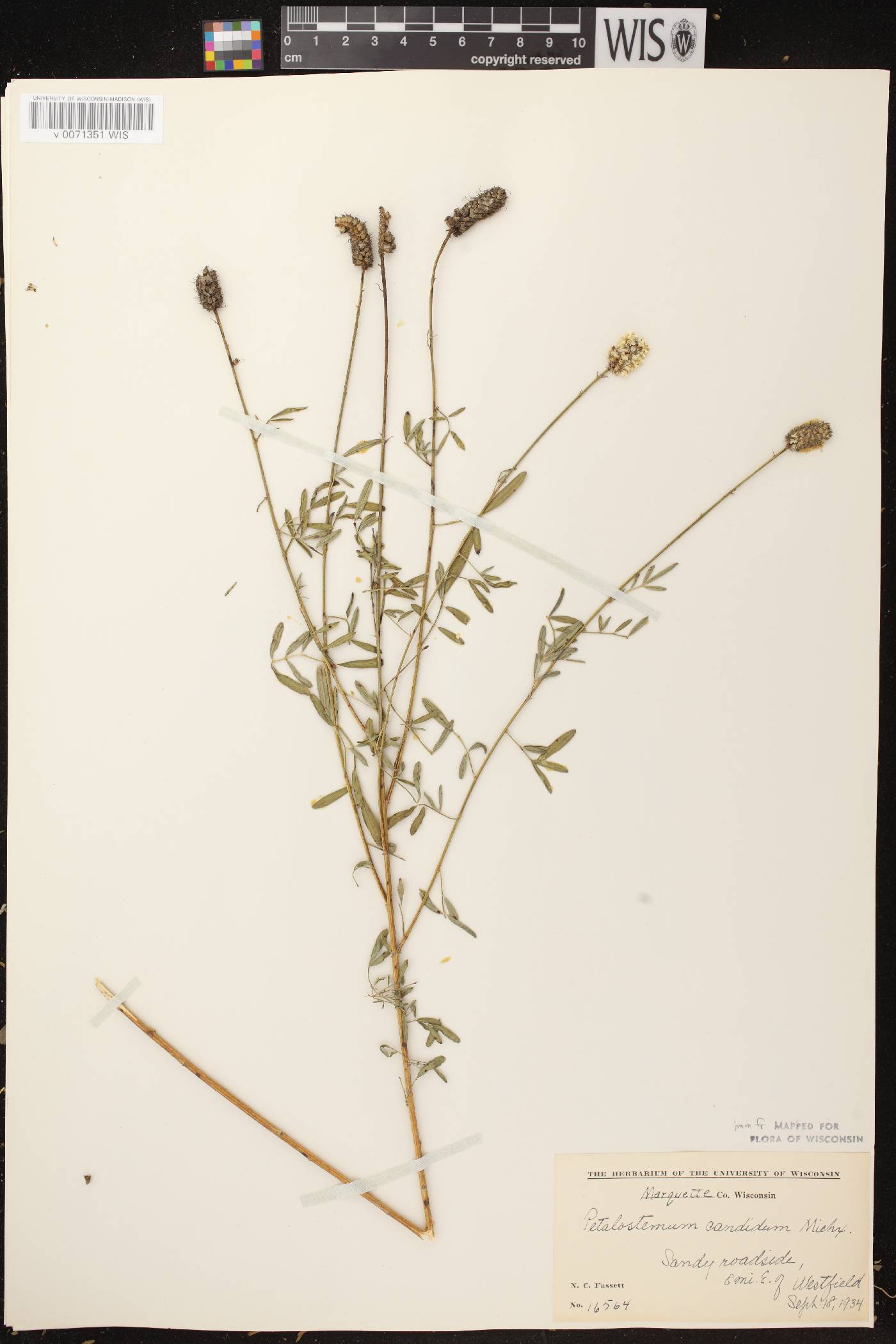 Dalea candida image