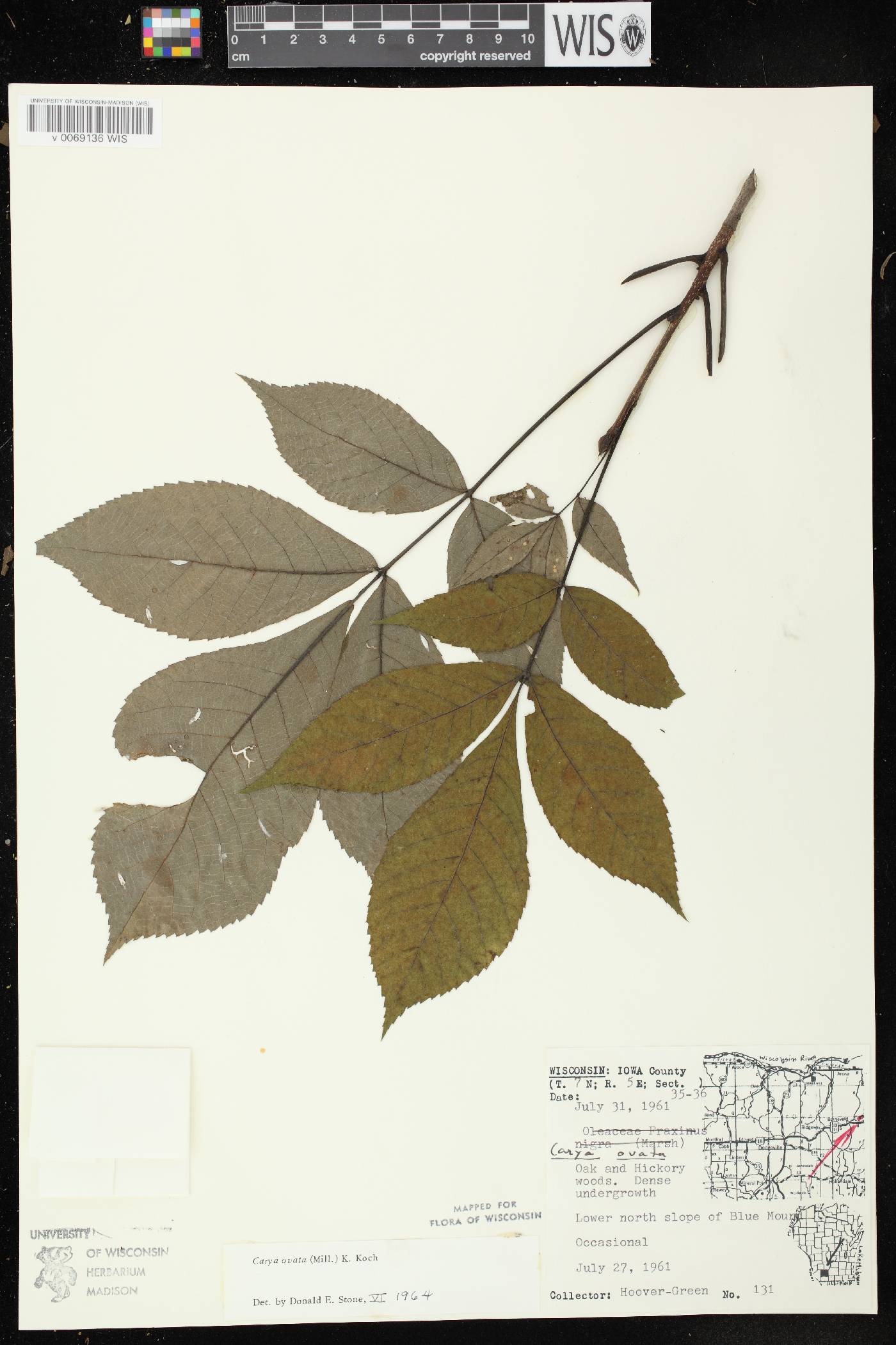 Carya ovata image