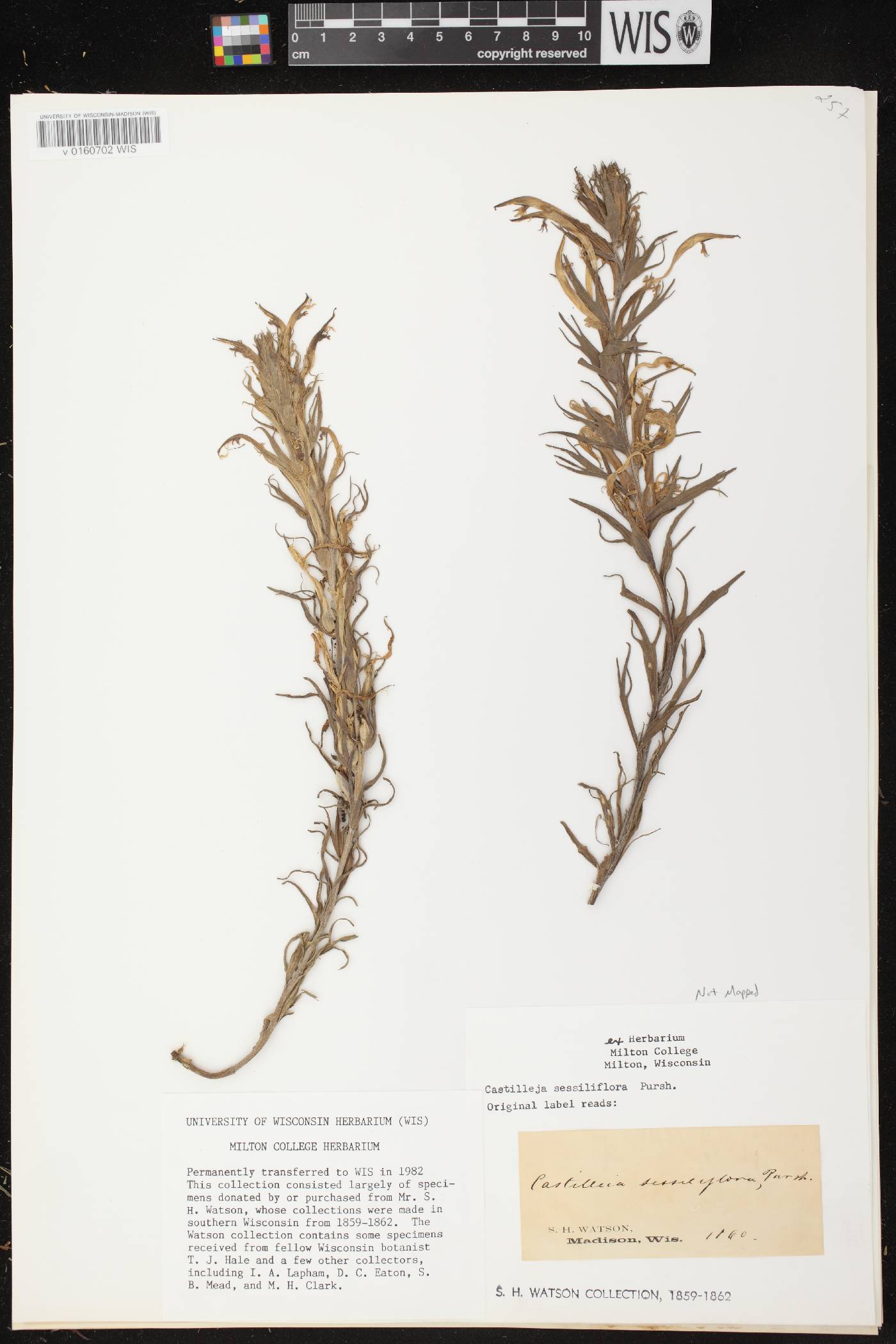 Castilleja sessiliflora image