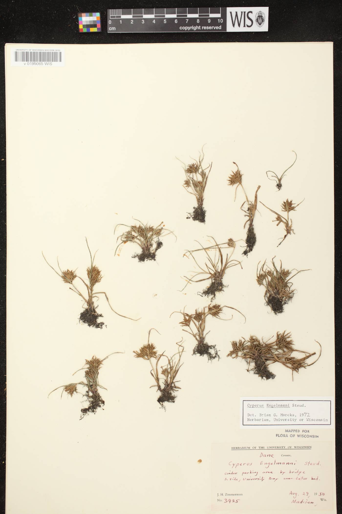 Cyperus odoratus image