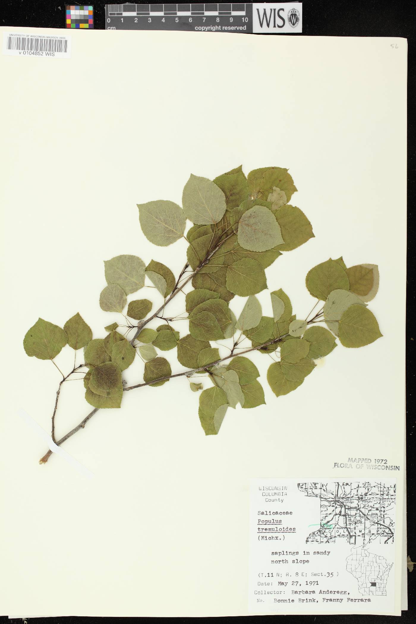 Populus tremuloides image