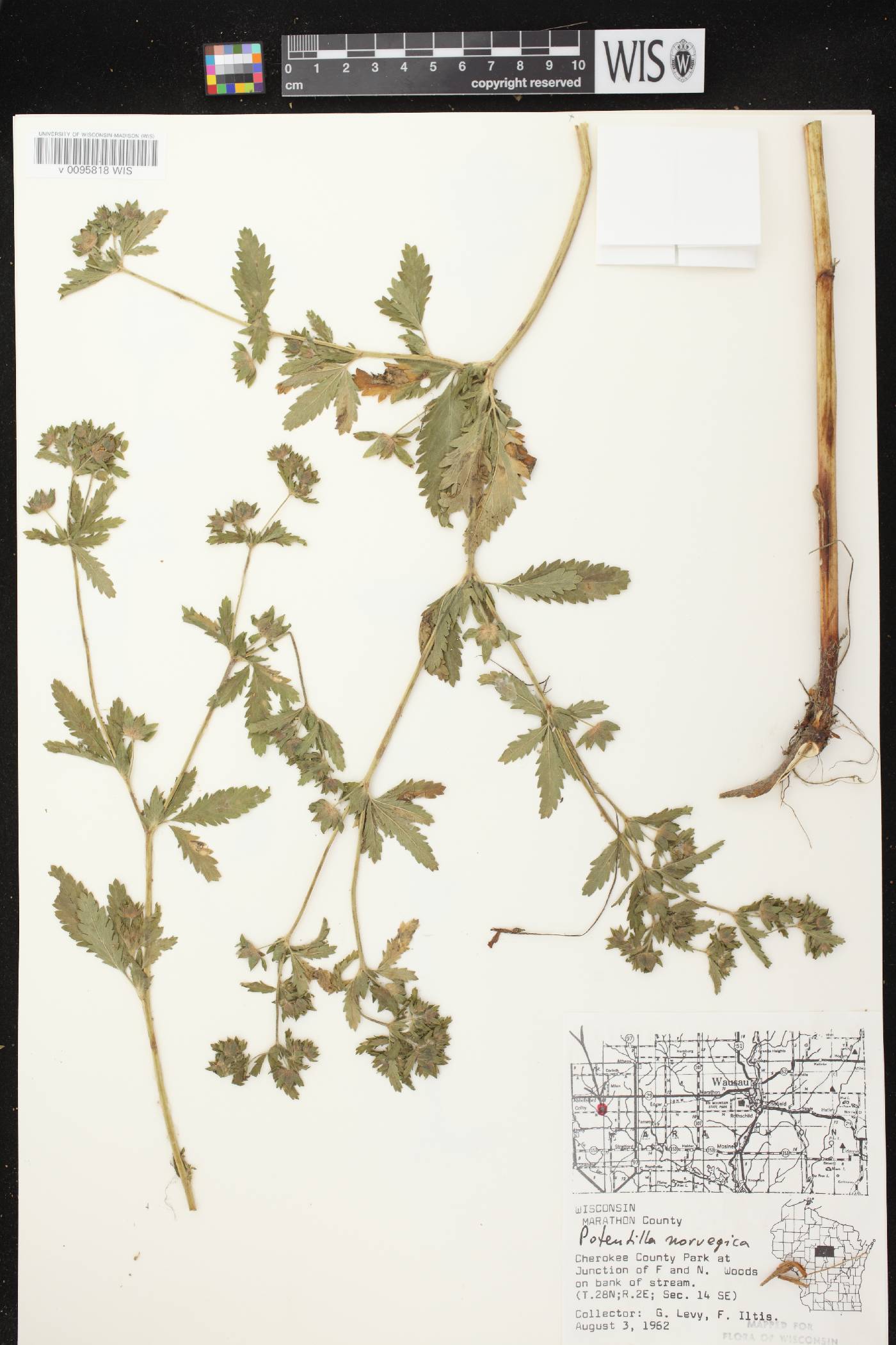 Potentilla norvegica image