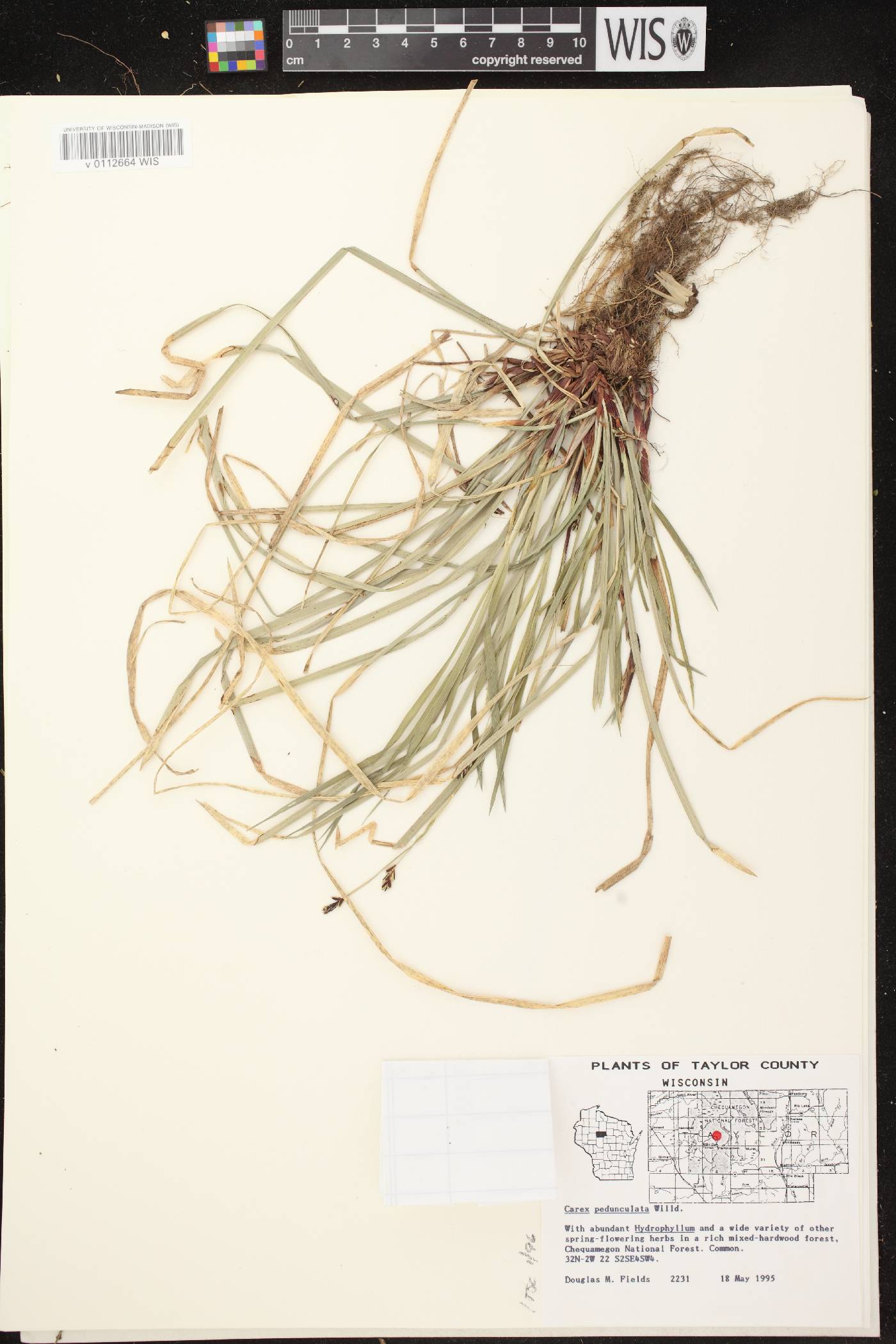 Carex pedunculata image