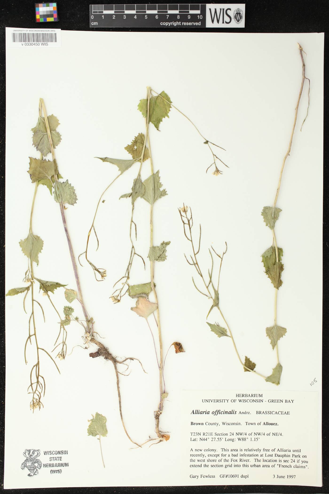 Alliaria petiolata image