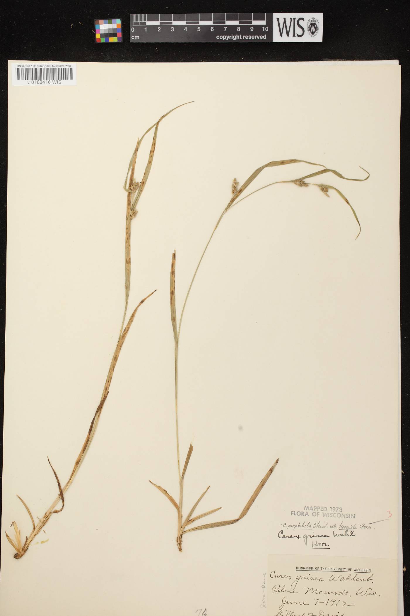 Carex grisea image