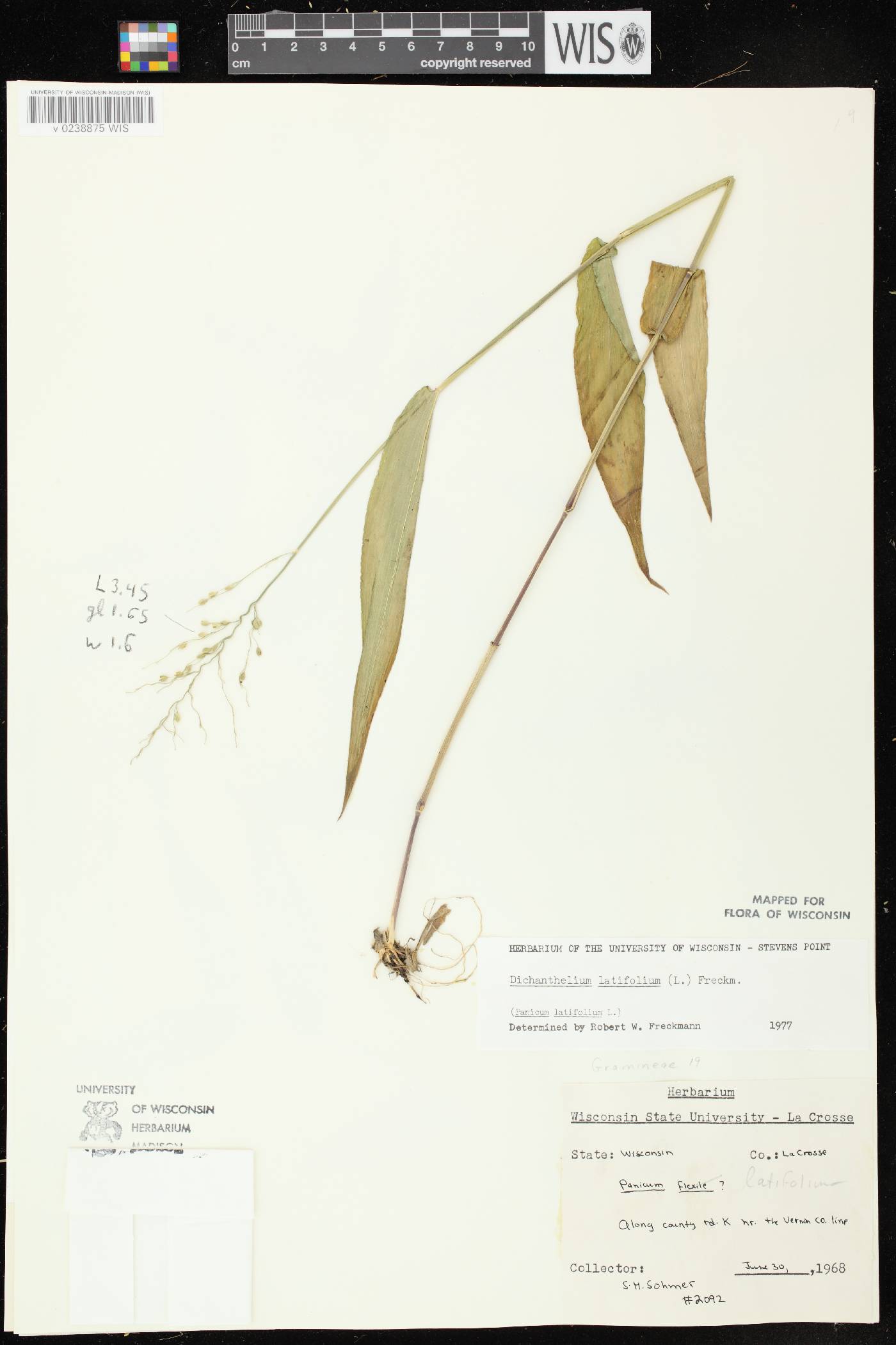 Dichanthelium latifolium image