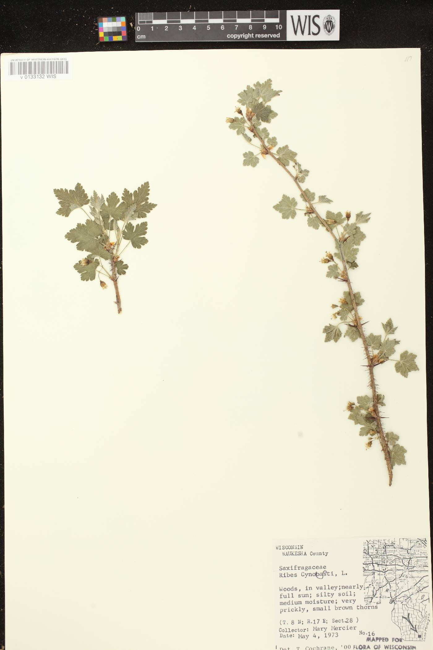 Ribes cynosbati image