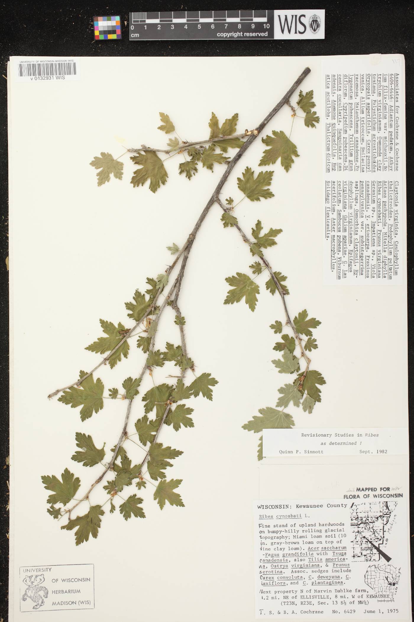 Ribes cynosbati image