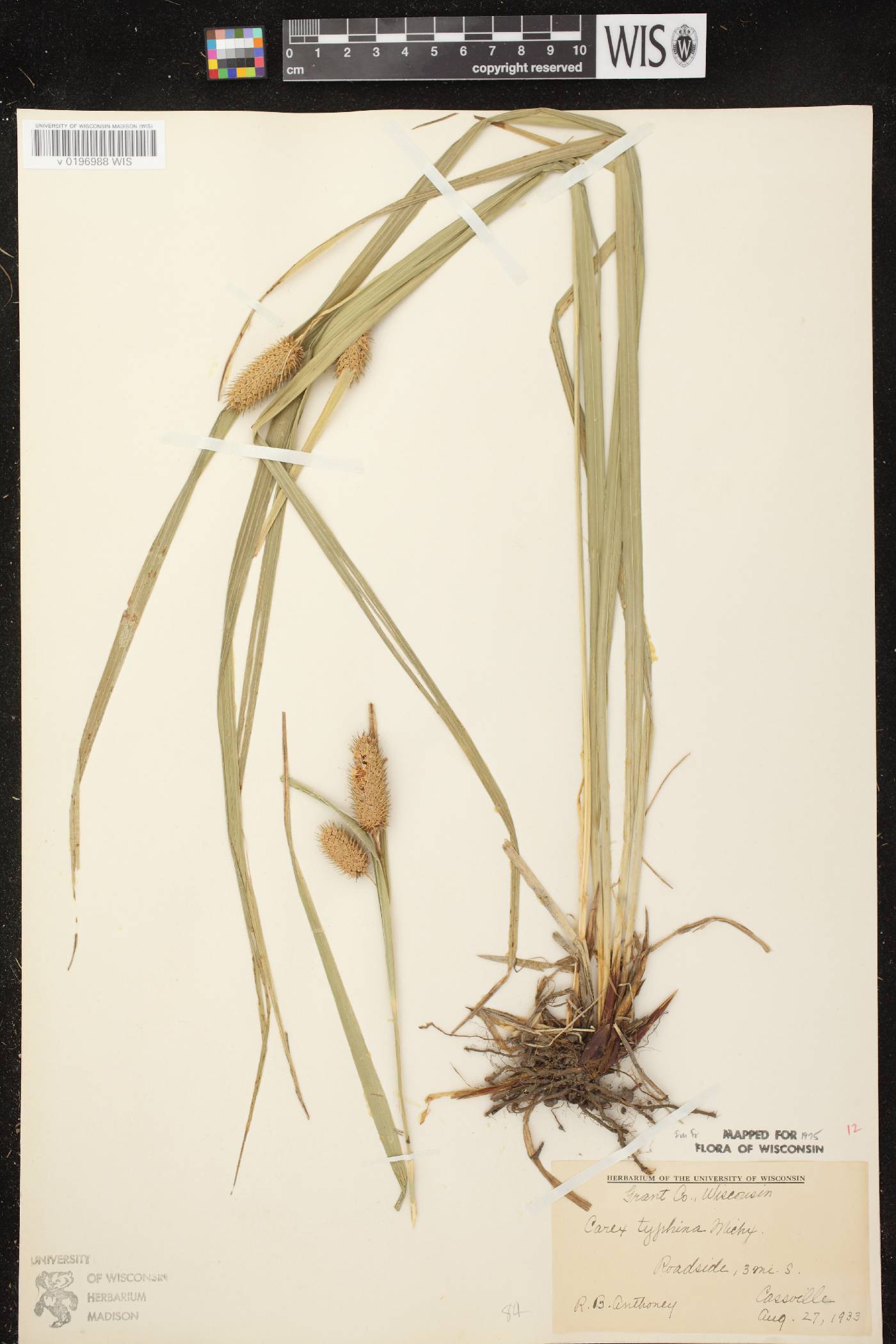 Carex typhina image