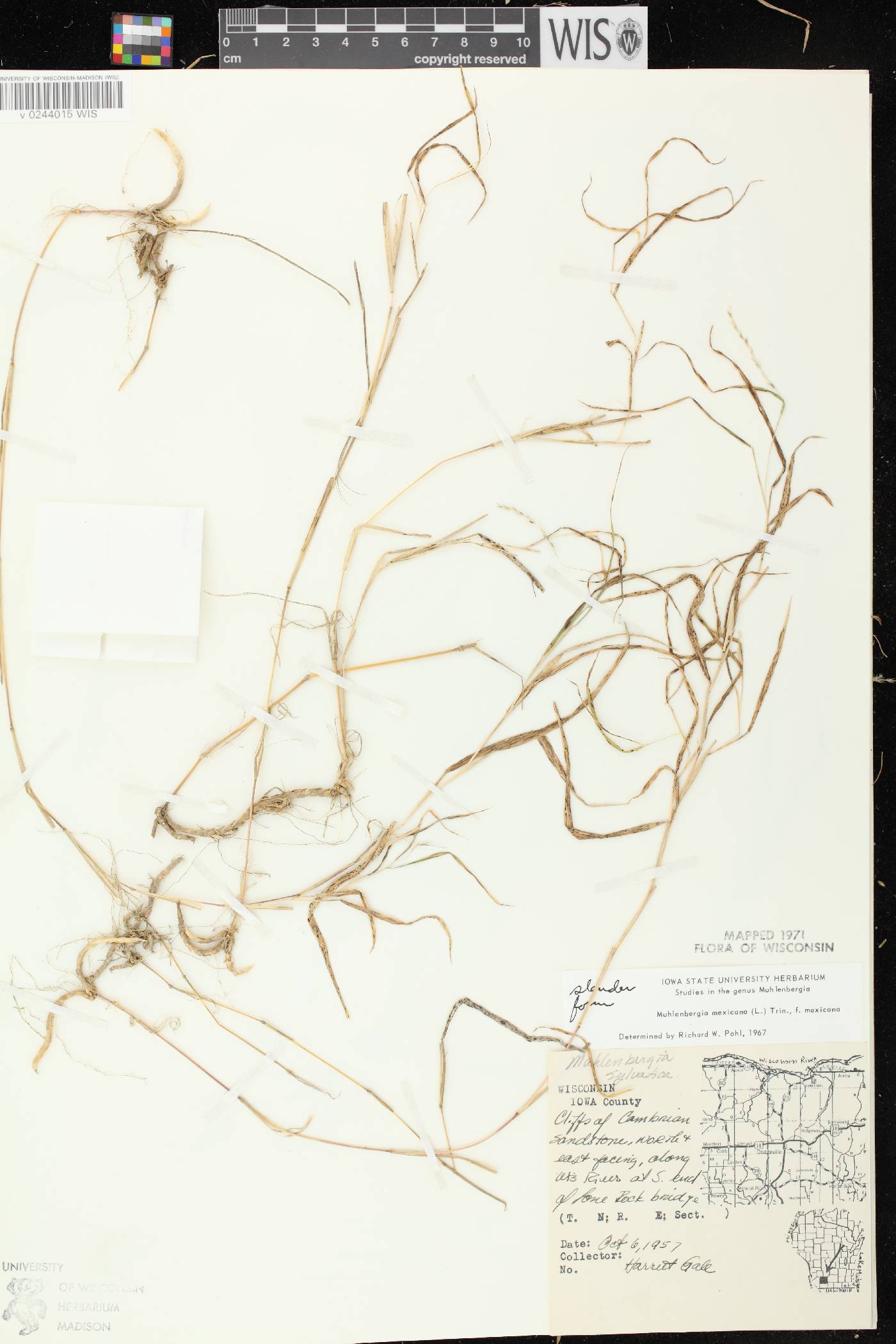 Muhlenbergia mexicana image