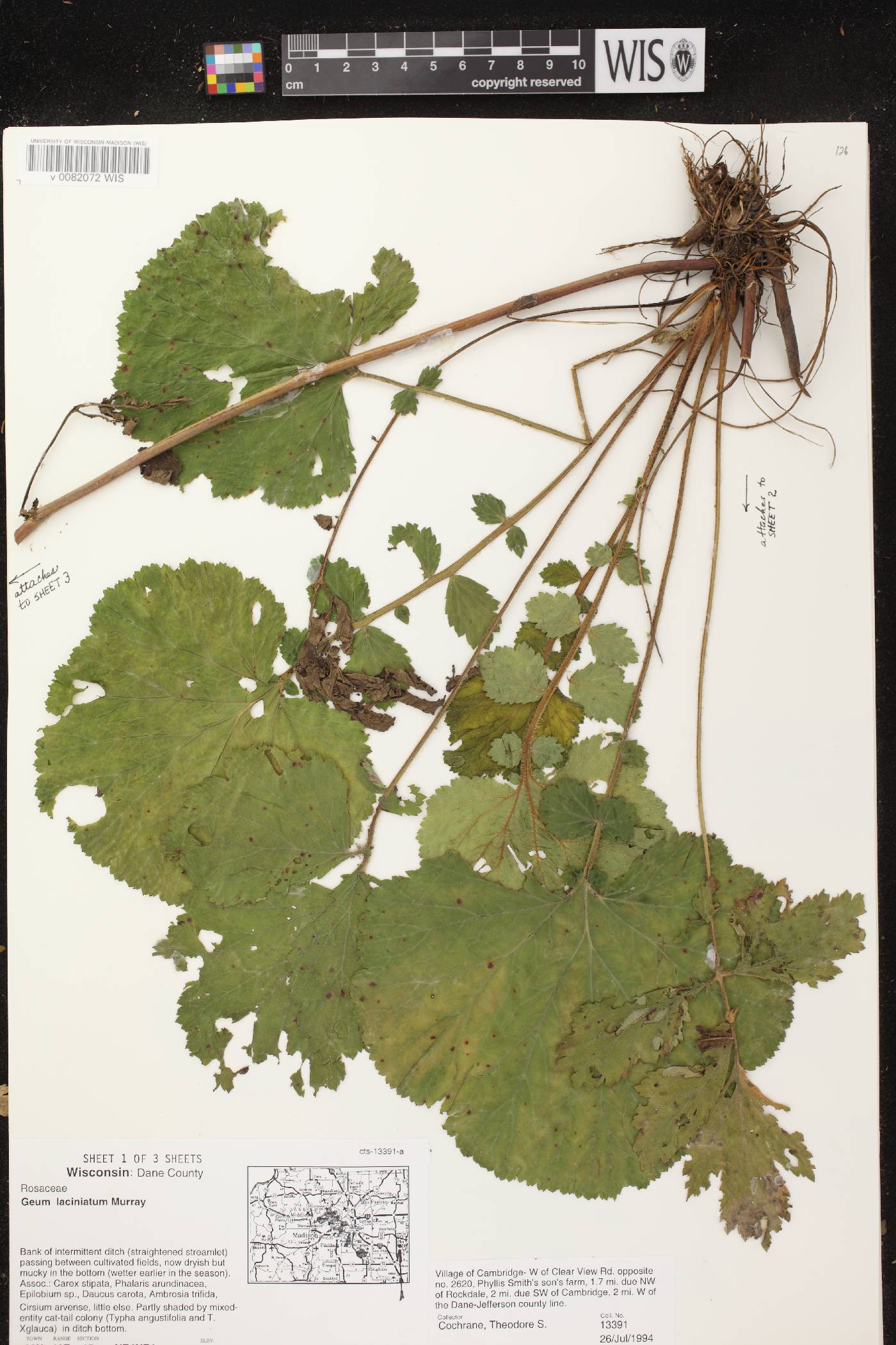 Geum laciniatum image