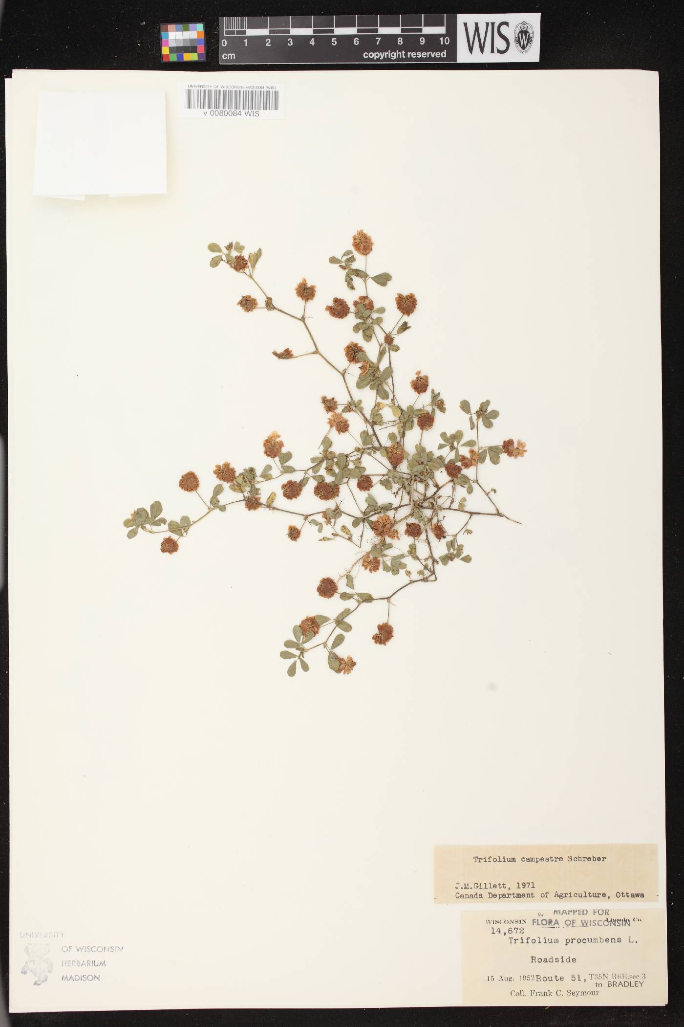 Trifolium campestre image