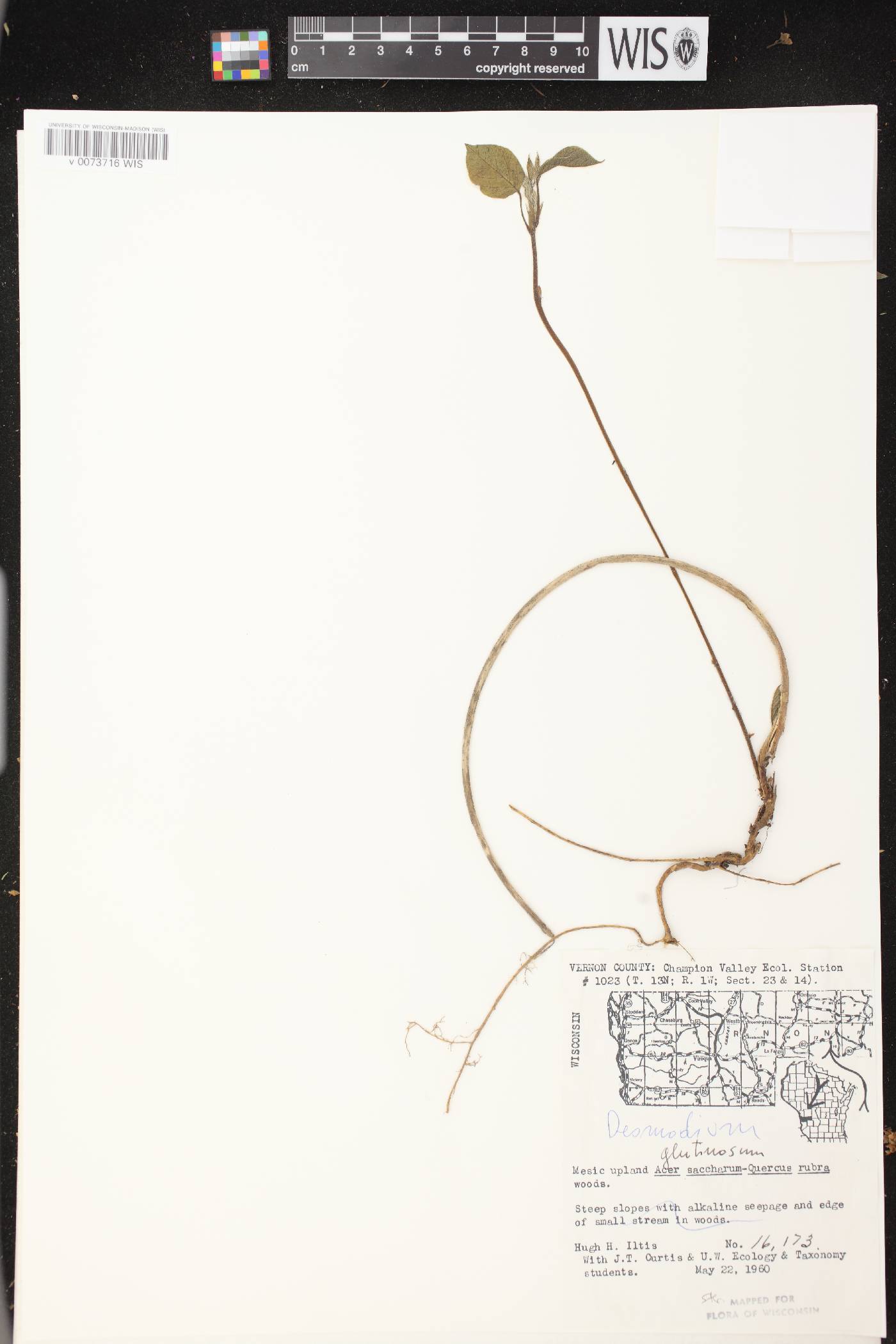 Hylodesmum glutinosum image