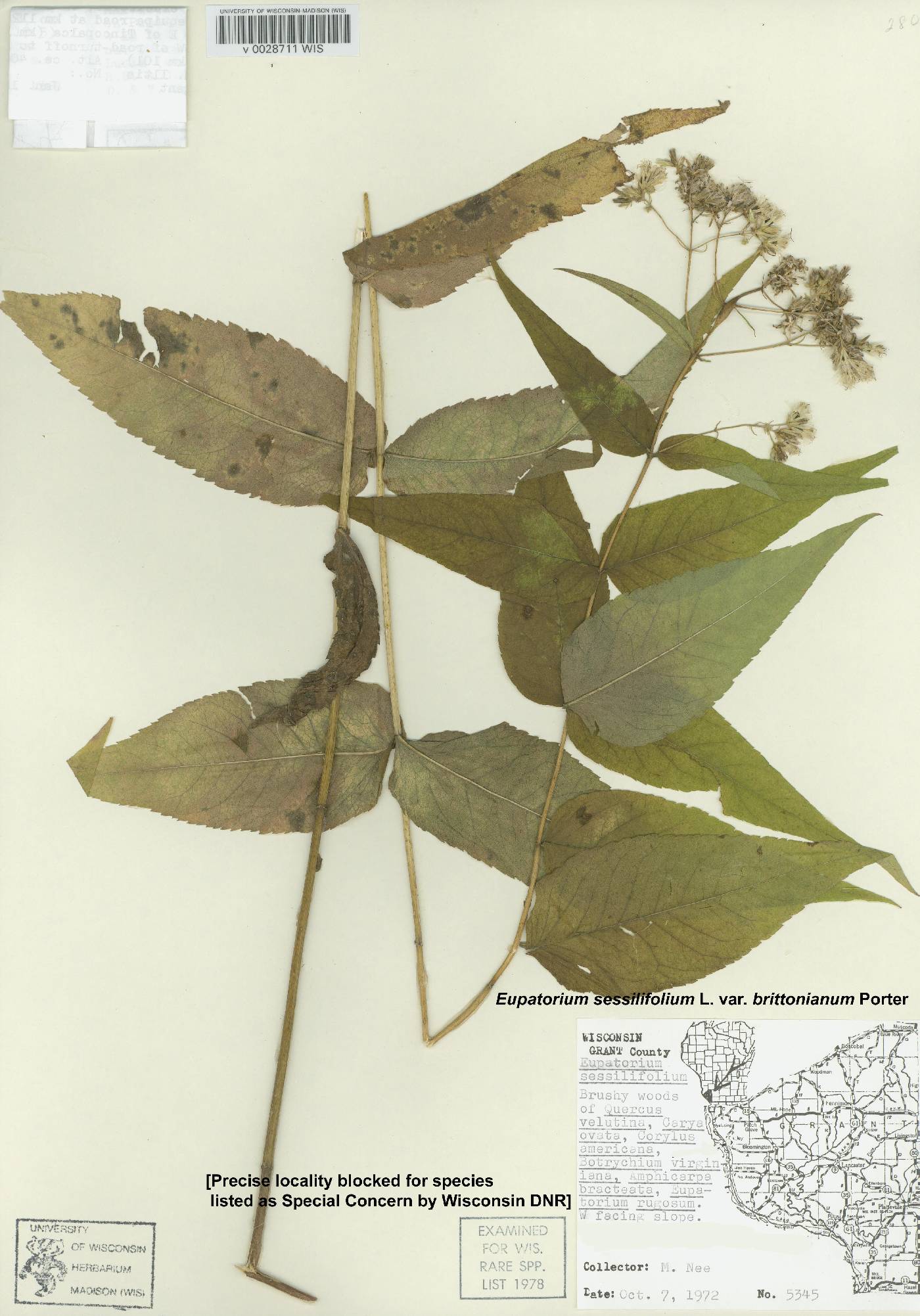 Eupatorium sessilifolium image
