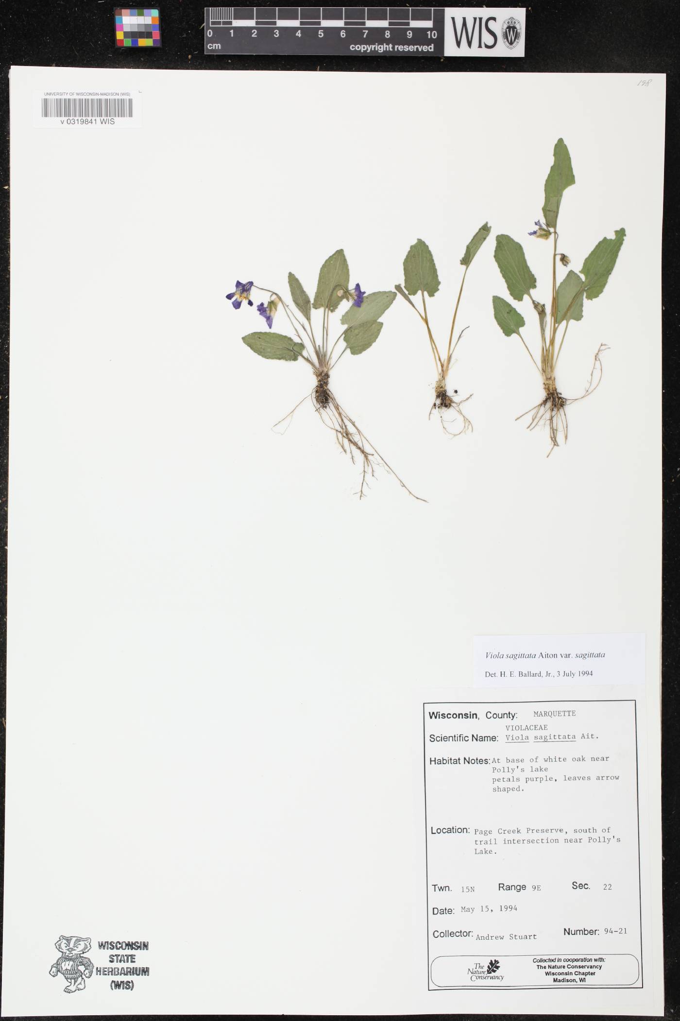 Viola sagittata var. sagittata image
