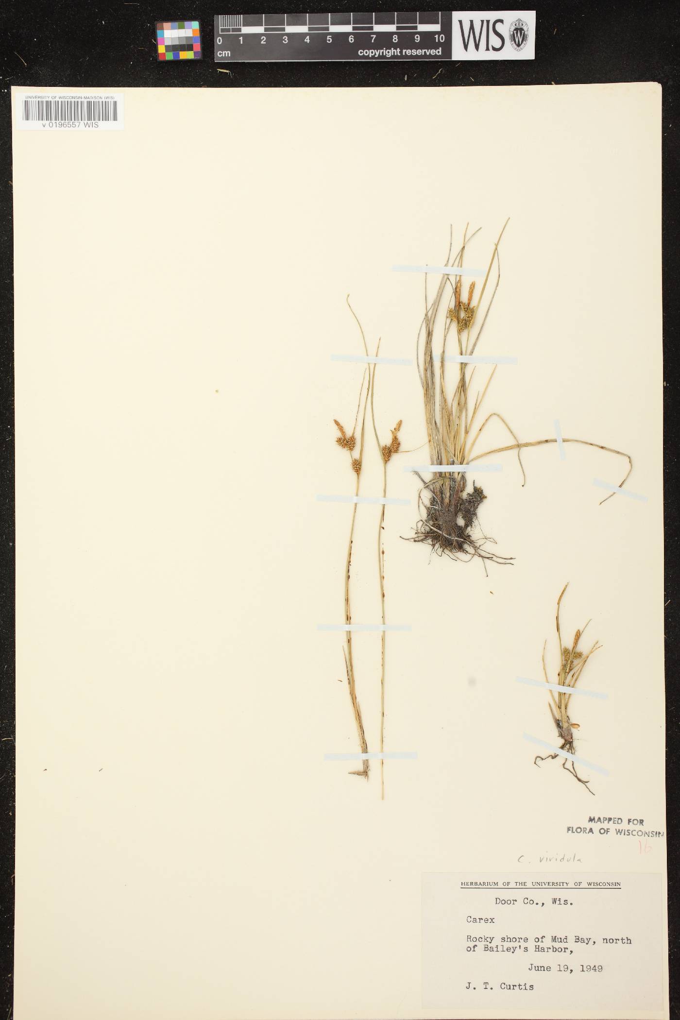 Carex viridula subsp. viridula image
