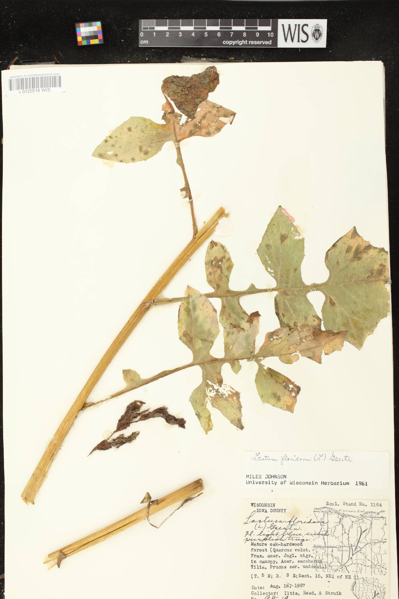 Lactuca floridana image