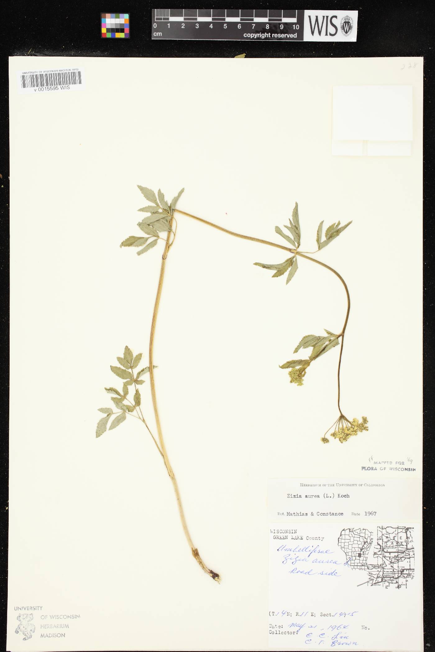 Zizia aurea image