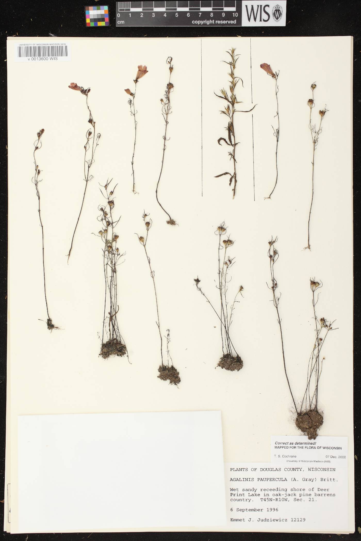 Agalinis paupercula image