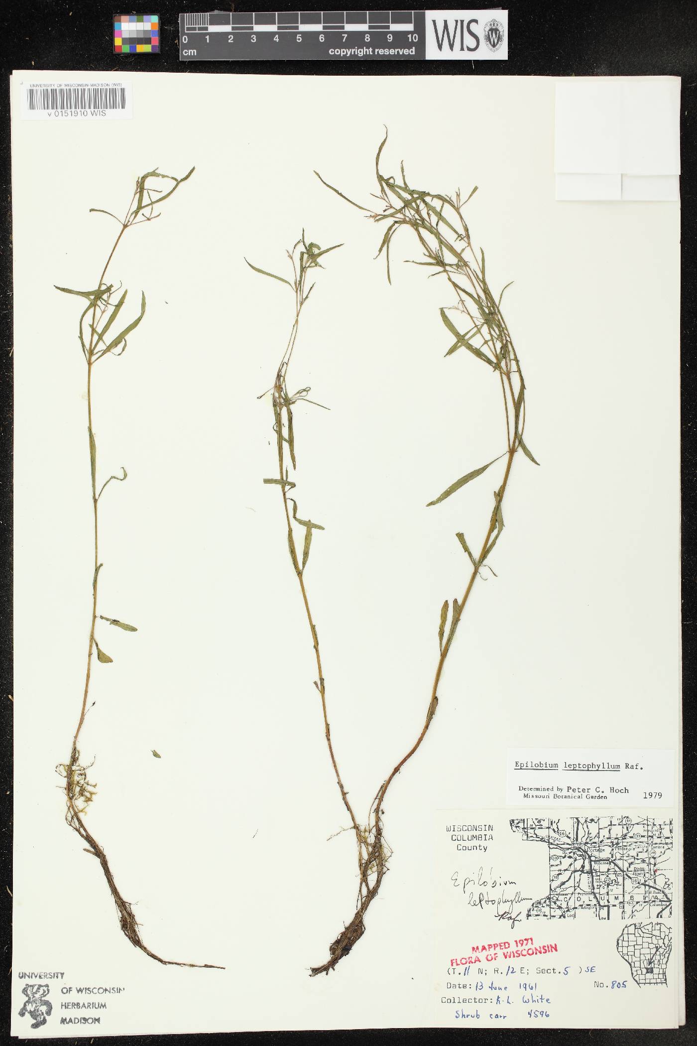 Epilobium leptophyllum image