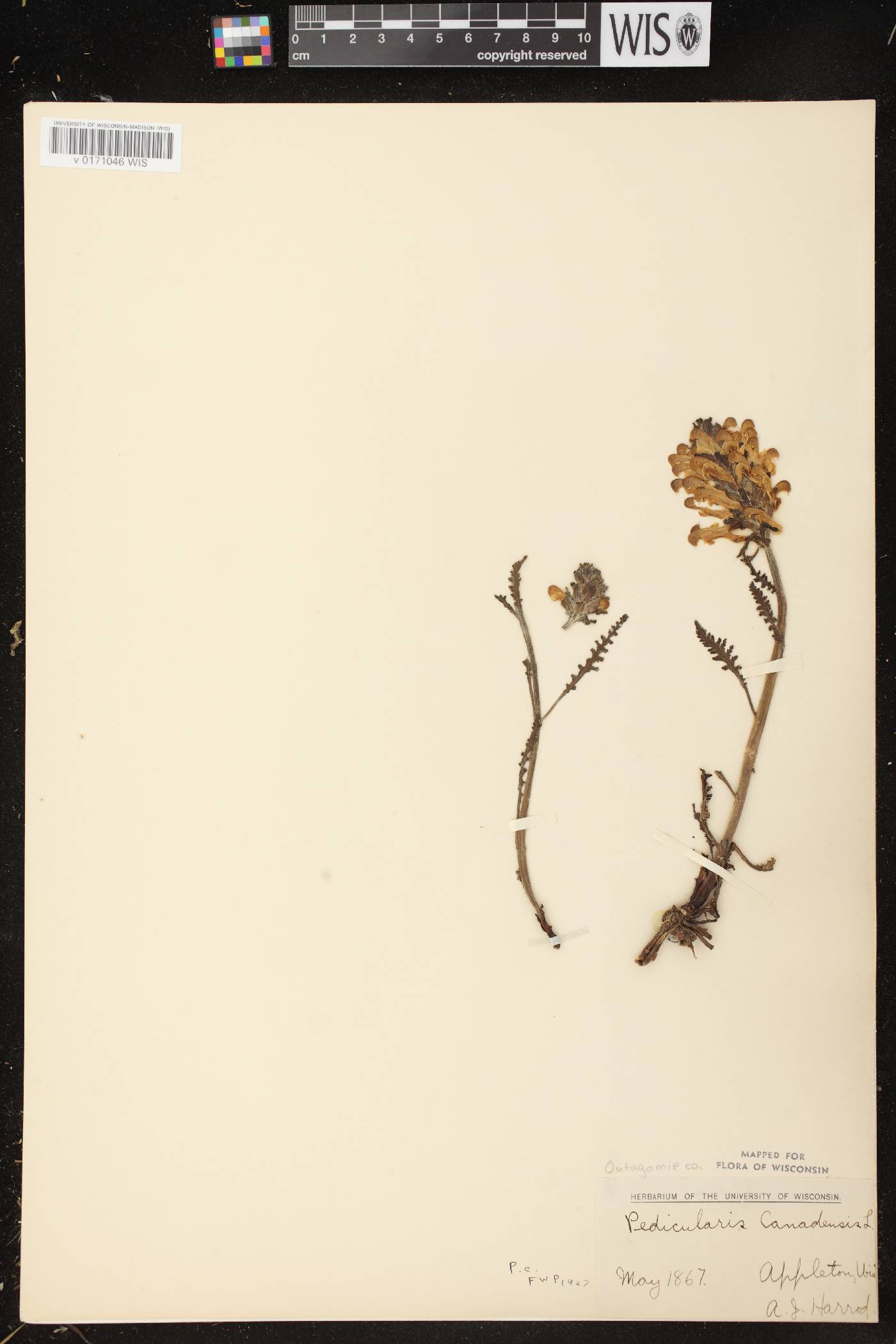 Pedicularis canadensis subsp. canadensis image