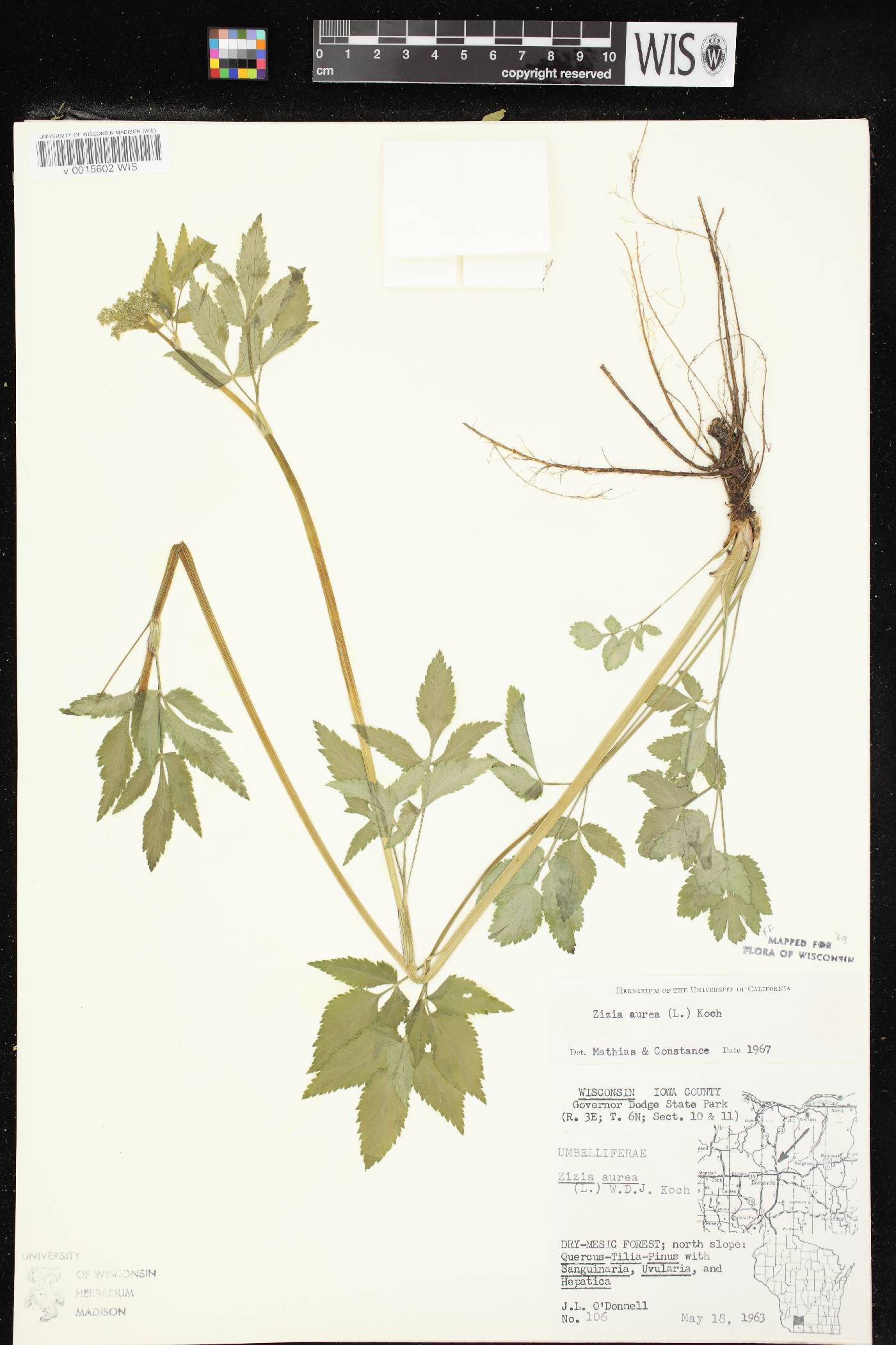 Zizia aurea image