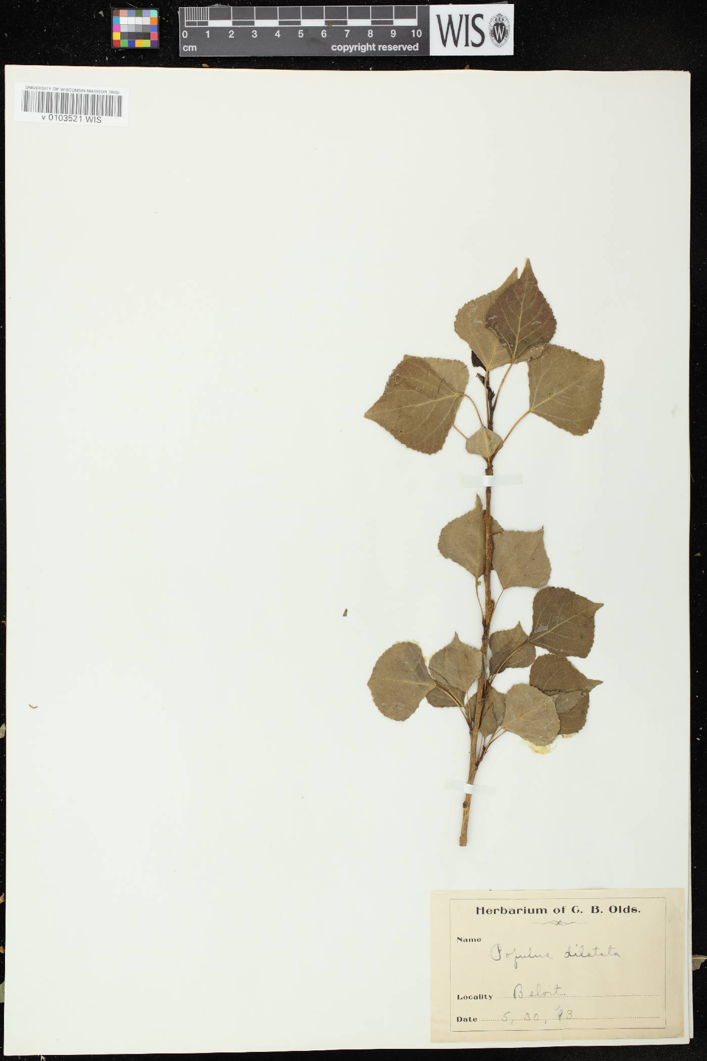 Populus nigra image