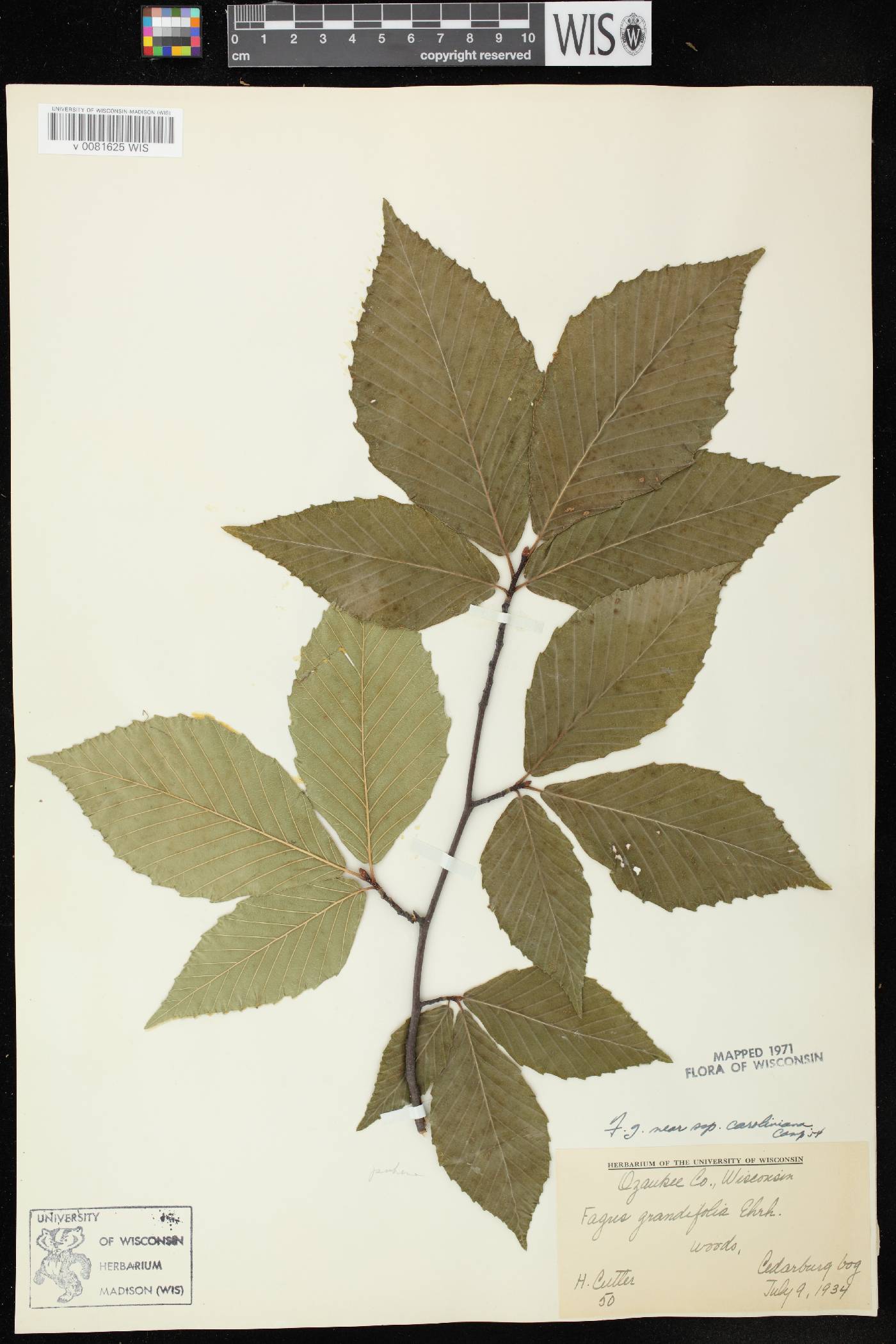 Fagus grandifolia image