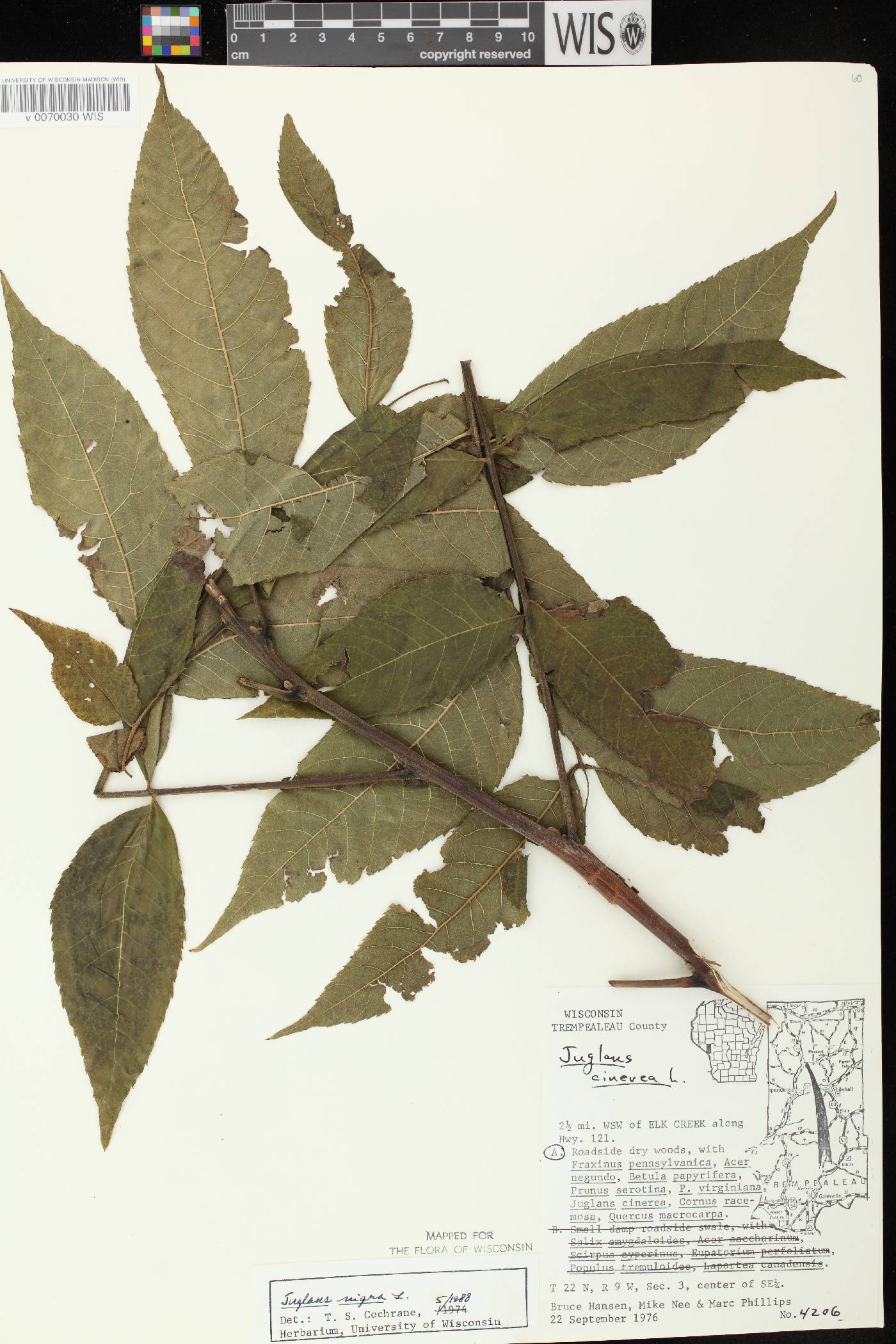 Juglans nigra image